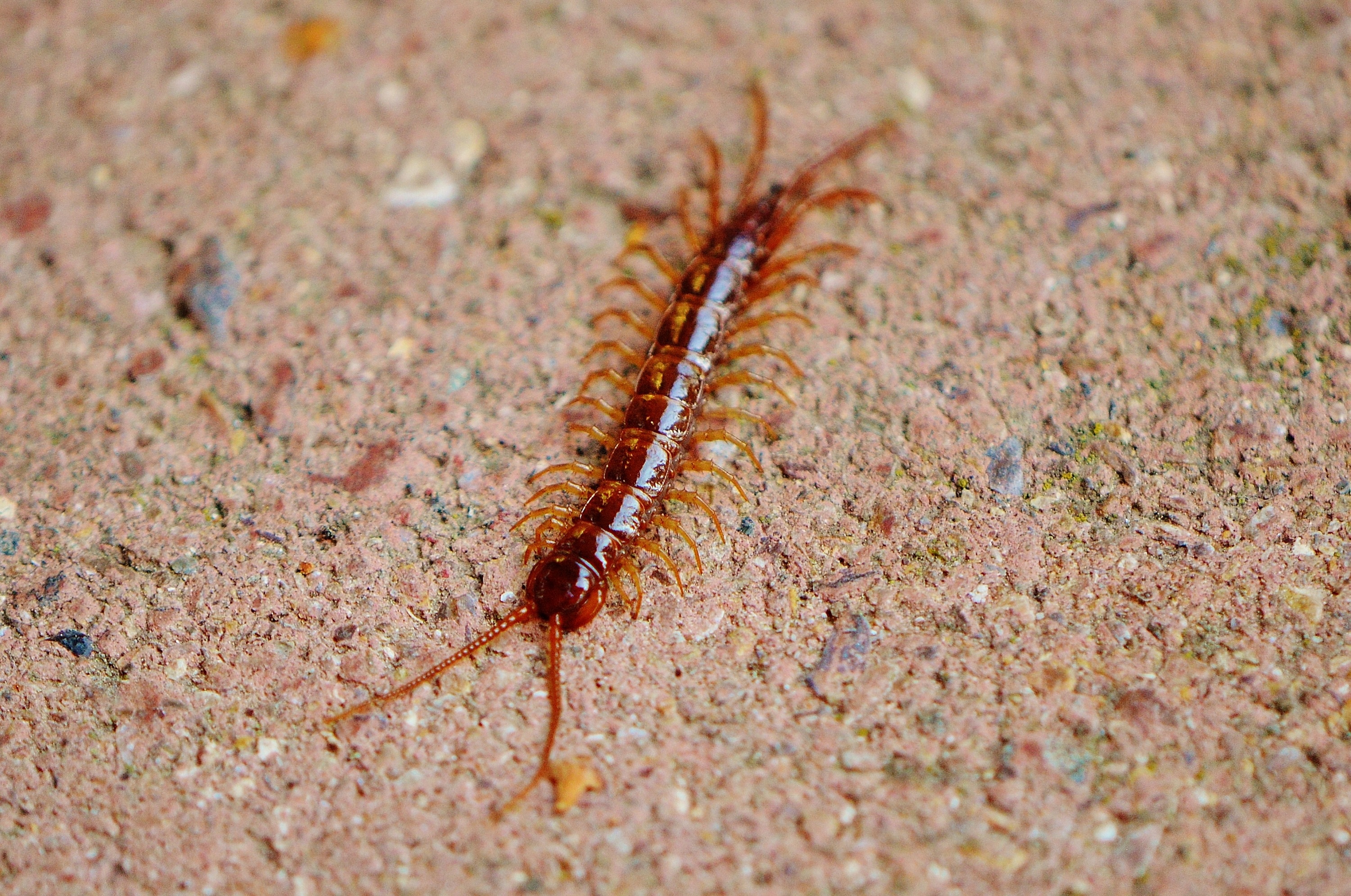 animals in the wild, nature, feet, high angle view, focus on foreground, insect, field, selective focus, close-up, textured, members, animal, invertebrate, HD Wallpaper