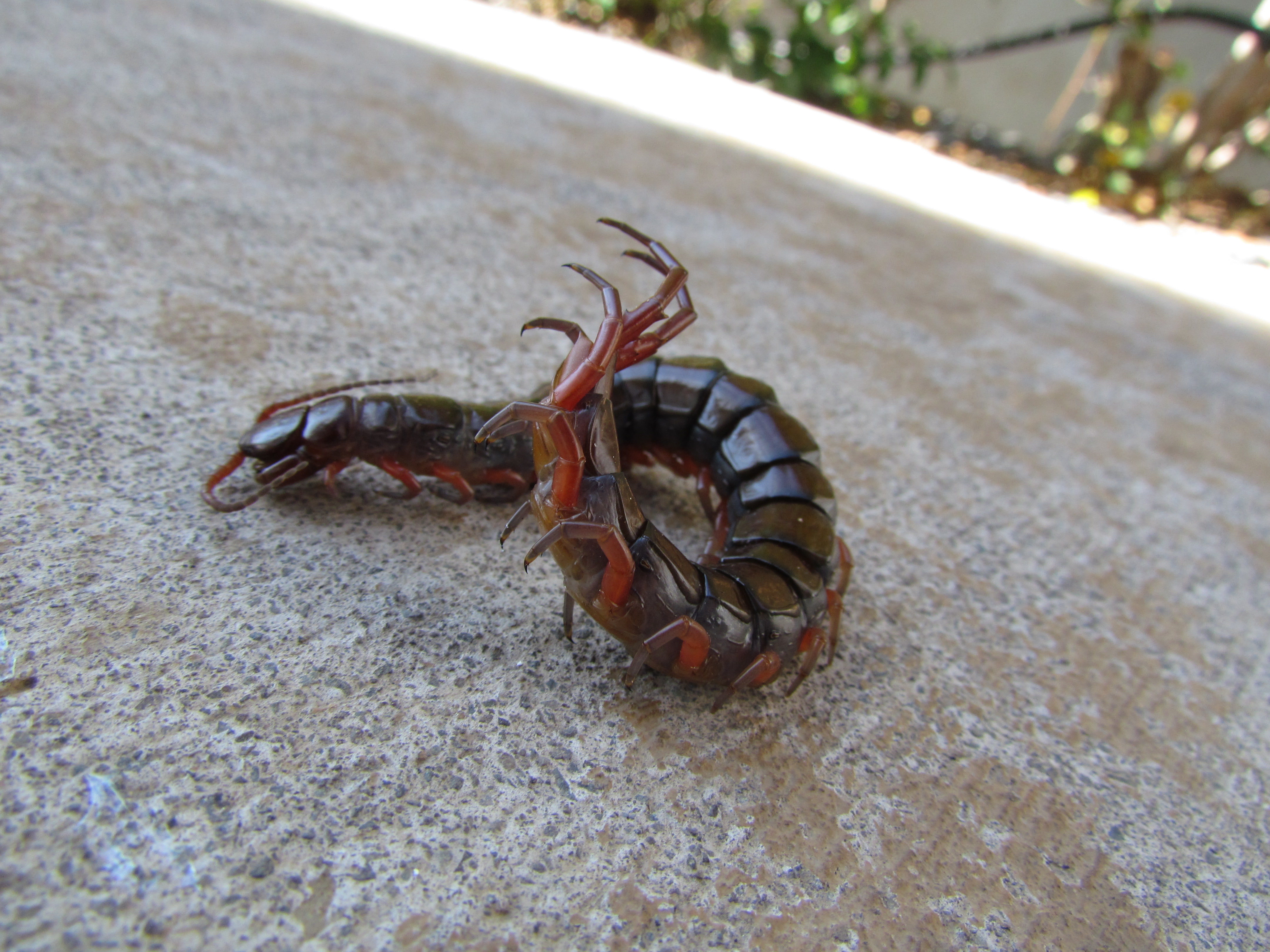 Animal, Centipede, 4K, HD Wallpaper