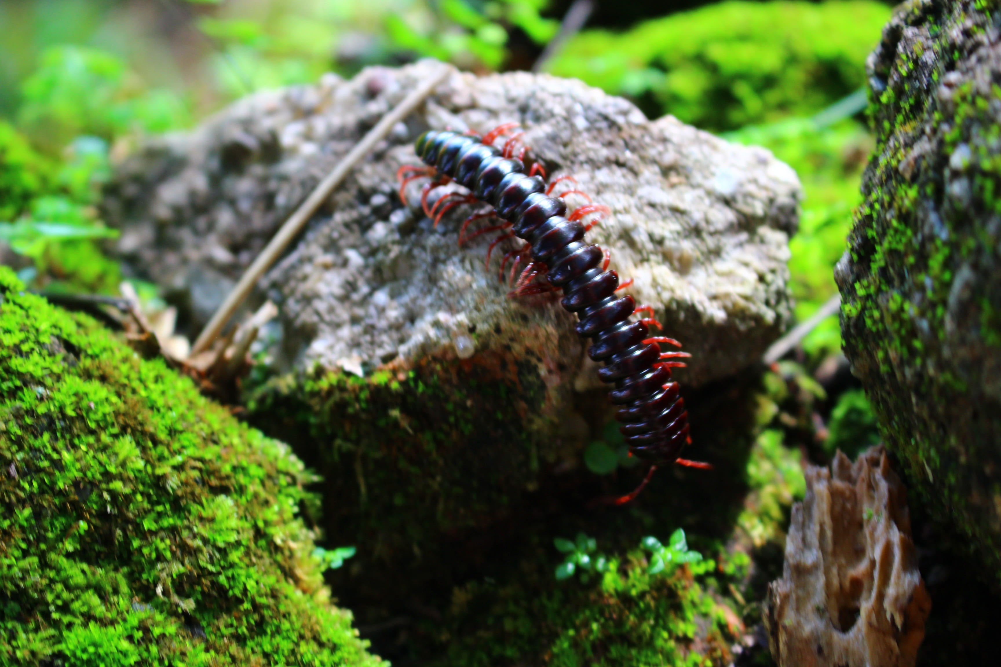 marine, scolopendra, poisonous, animal themes, one animal, close-up, plant, solid, focus on foreground, animal, centipede, insect, animal wildlife, brazil, HD Wallpaper
