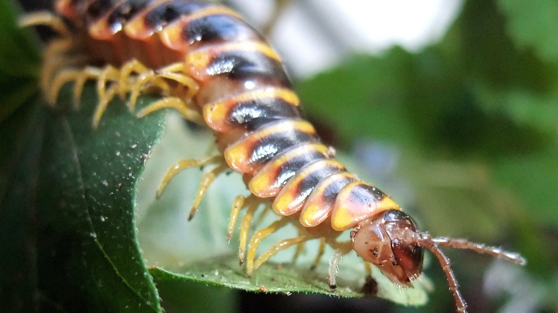 centipede, 1080P, HD Wallpaper