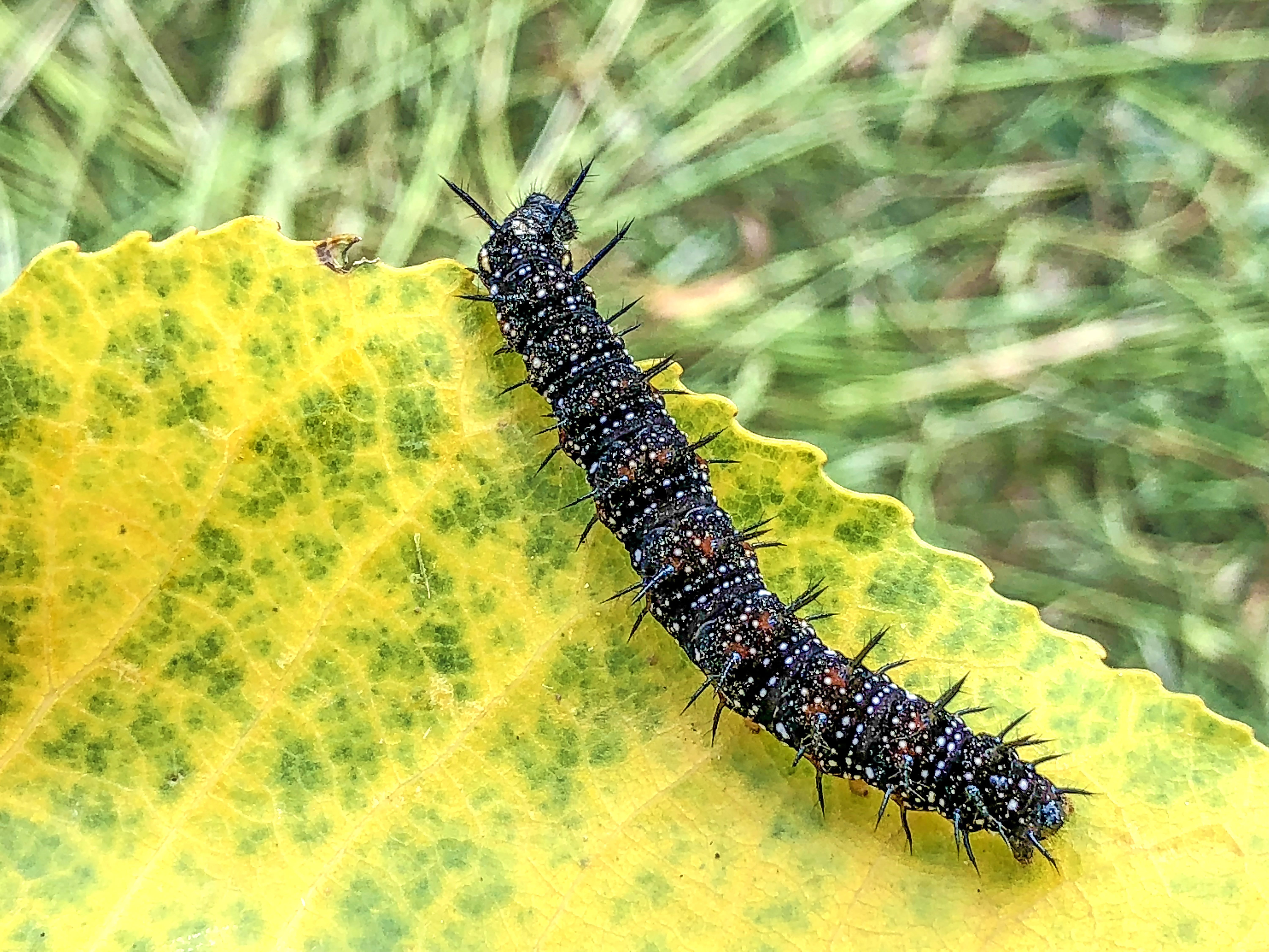 insect, animal, animal themes, invertebrate, caterpillar, plant, focus on foreground, one animal, zoology, day, animals in the wild, centipedes, 5K, no people, HD Wallpaper