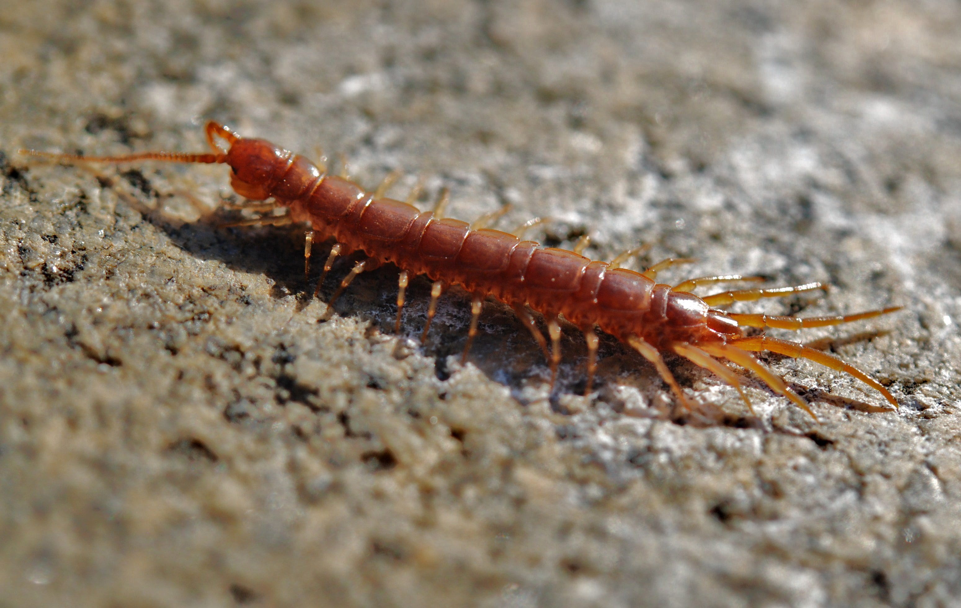 invertebrate, caterpillar, animal wildlife, brown, creep, no people, 2K, zoology, creepy, closeup, arthropod, full length, photo, animal, one animal, selective focus, HD Wallpaper