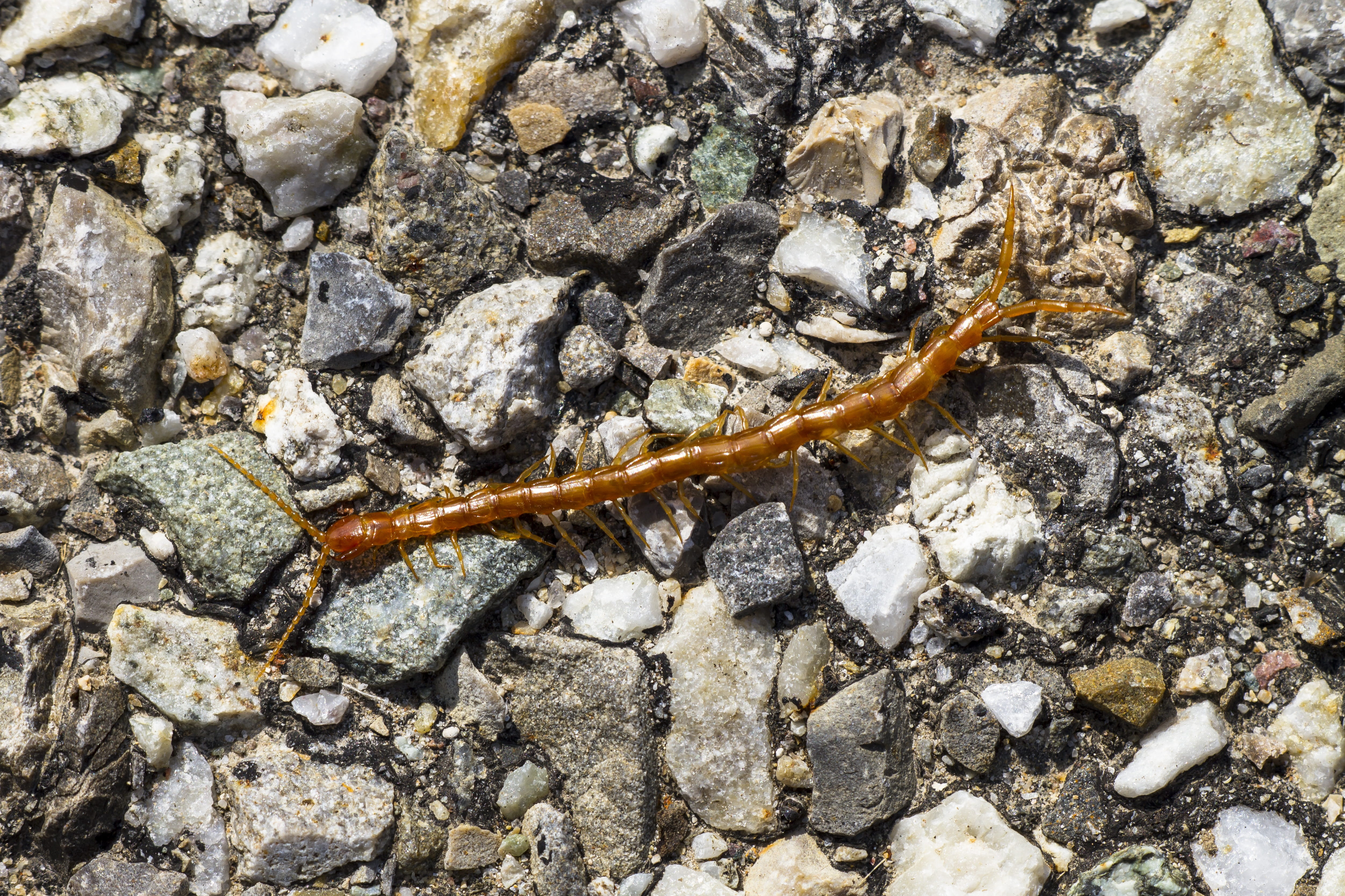 land, 4K, solid, pebble, no people, outdoors, close-up, nature, animal wildlife, member point kneeling, rock, centipedes, animals in the wild, invertebrate, HD Wallpaper