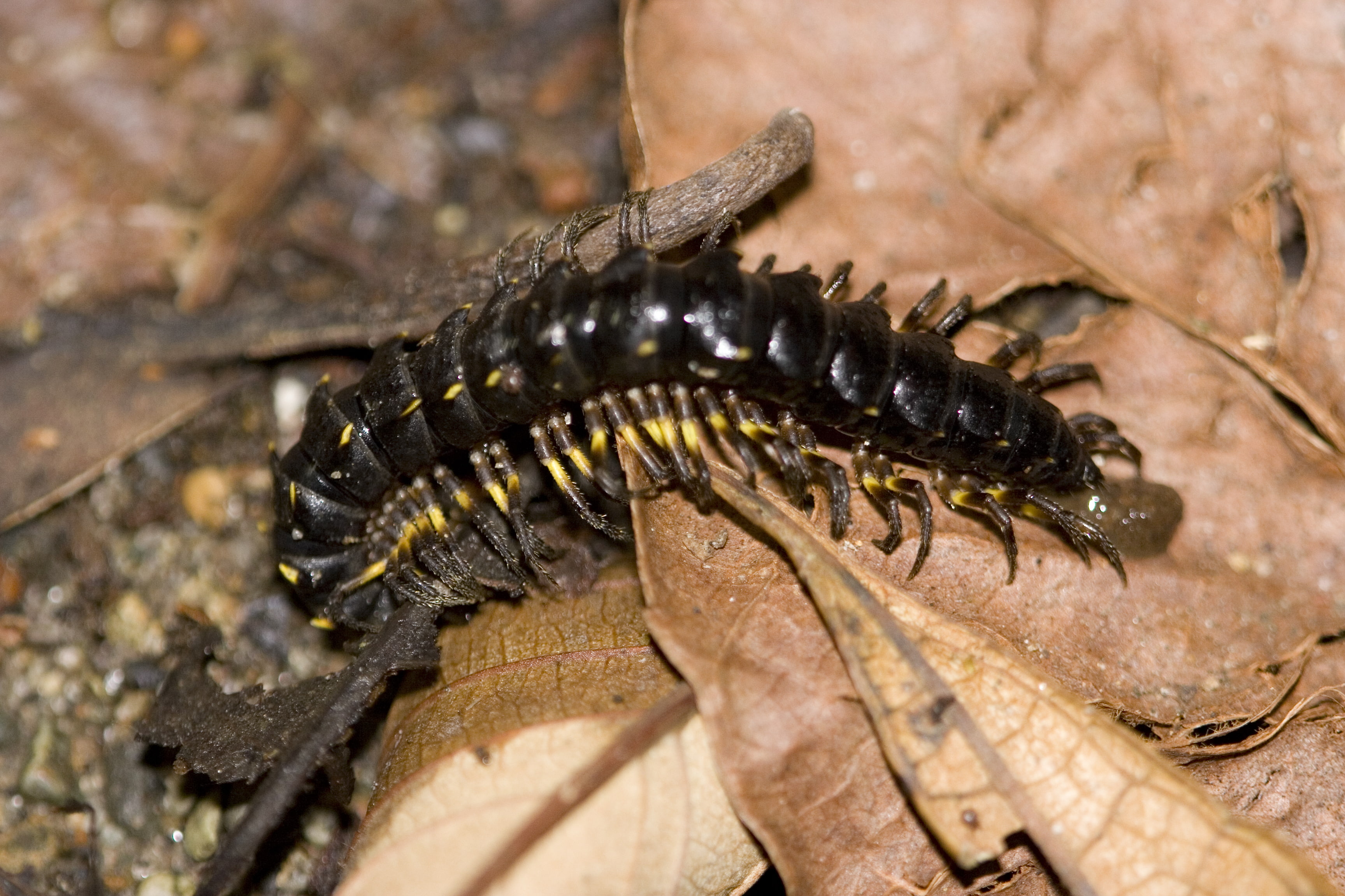 Animal, 2K, Centipede, HD Wallpaper