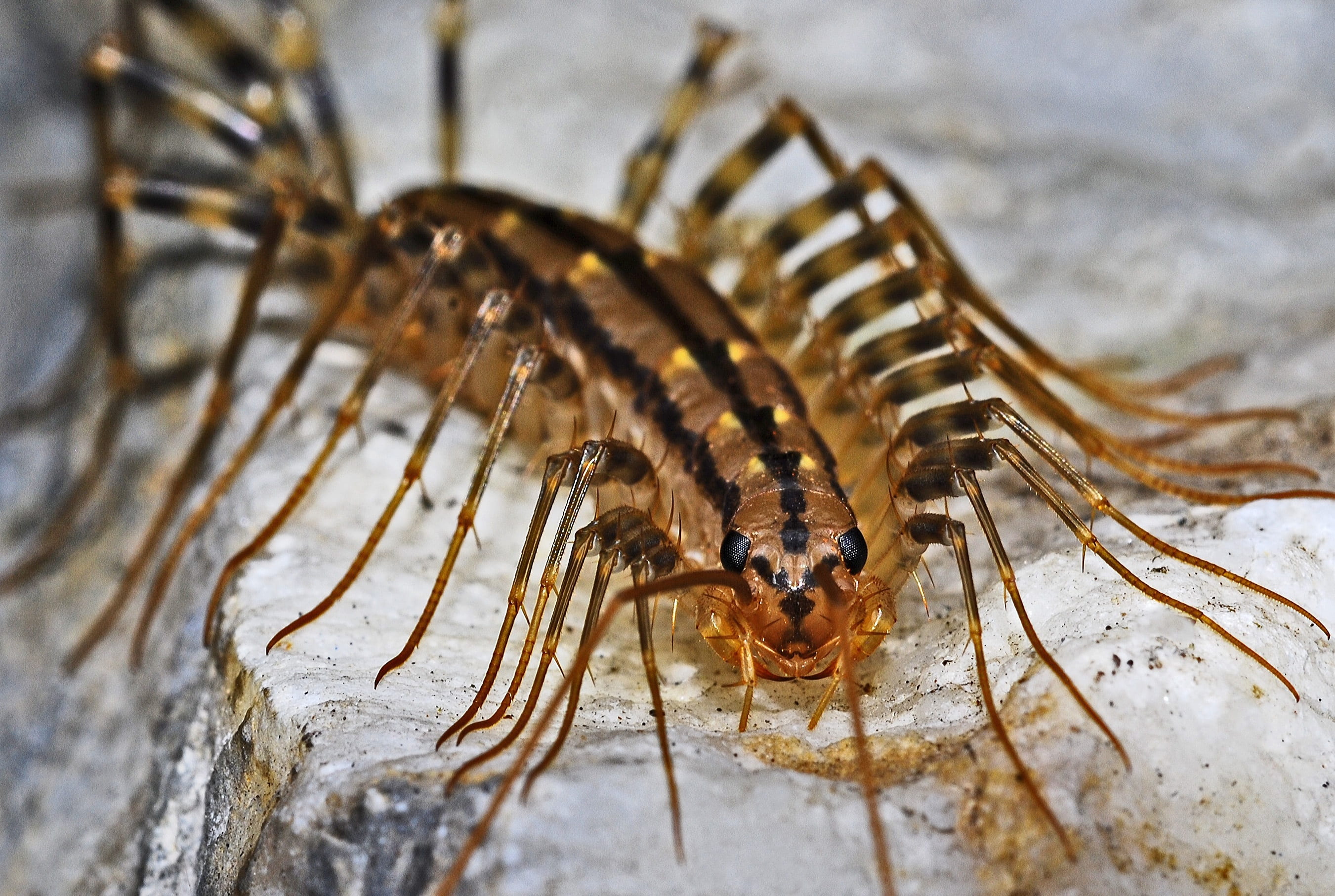animal themes, insect, centipede, nature, animals in the wild, invertebrate, selective focus, creepy, one animal, brown, 2K, caterpillar, full length, HD Wallpaper