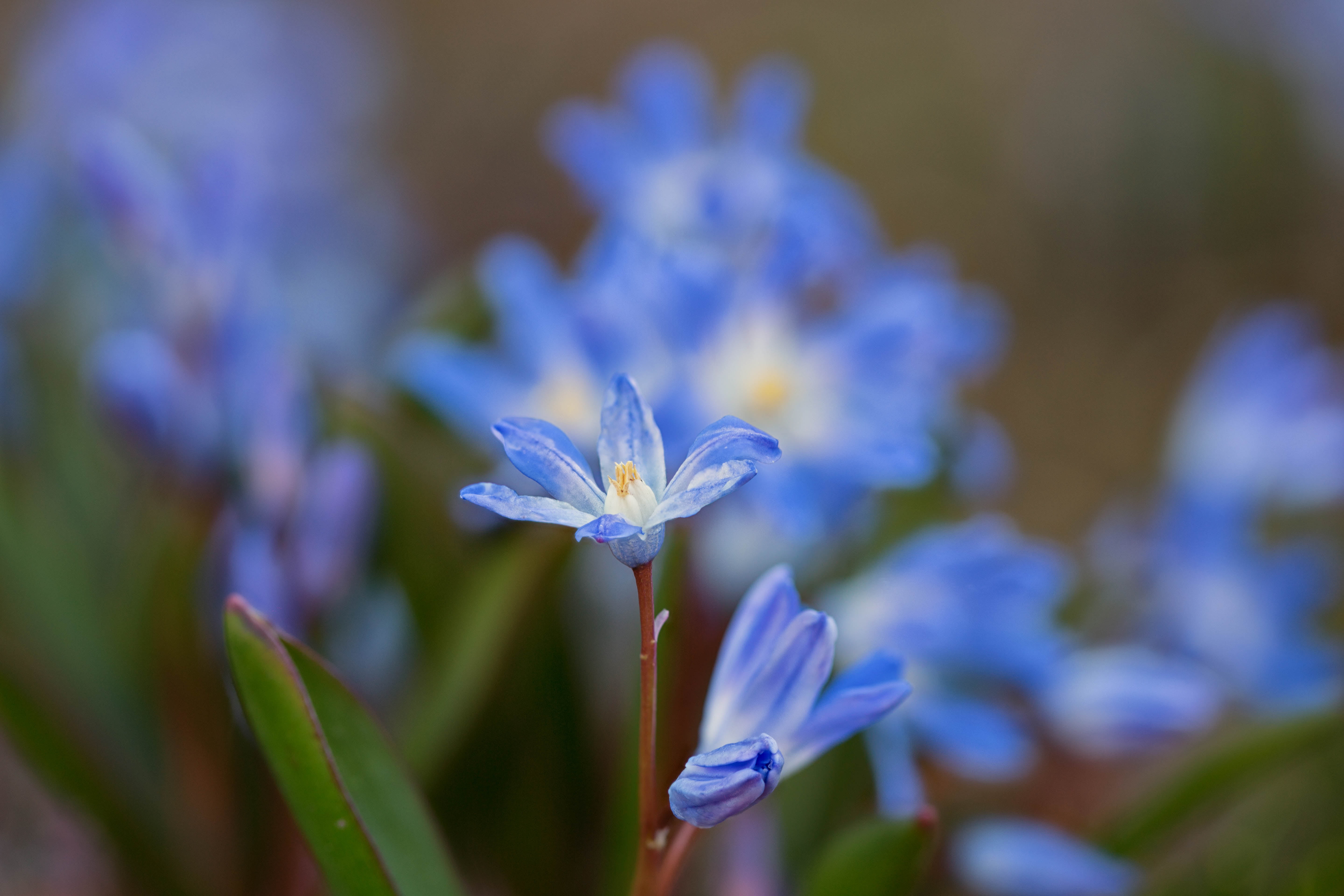two, closeup, flowers, Denver Botanic Gardens, photography, close-up, Blues, close-up photography, Springtime, nature, 5K, flower, Colorado, summer, close, HD Wallpaper