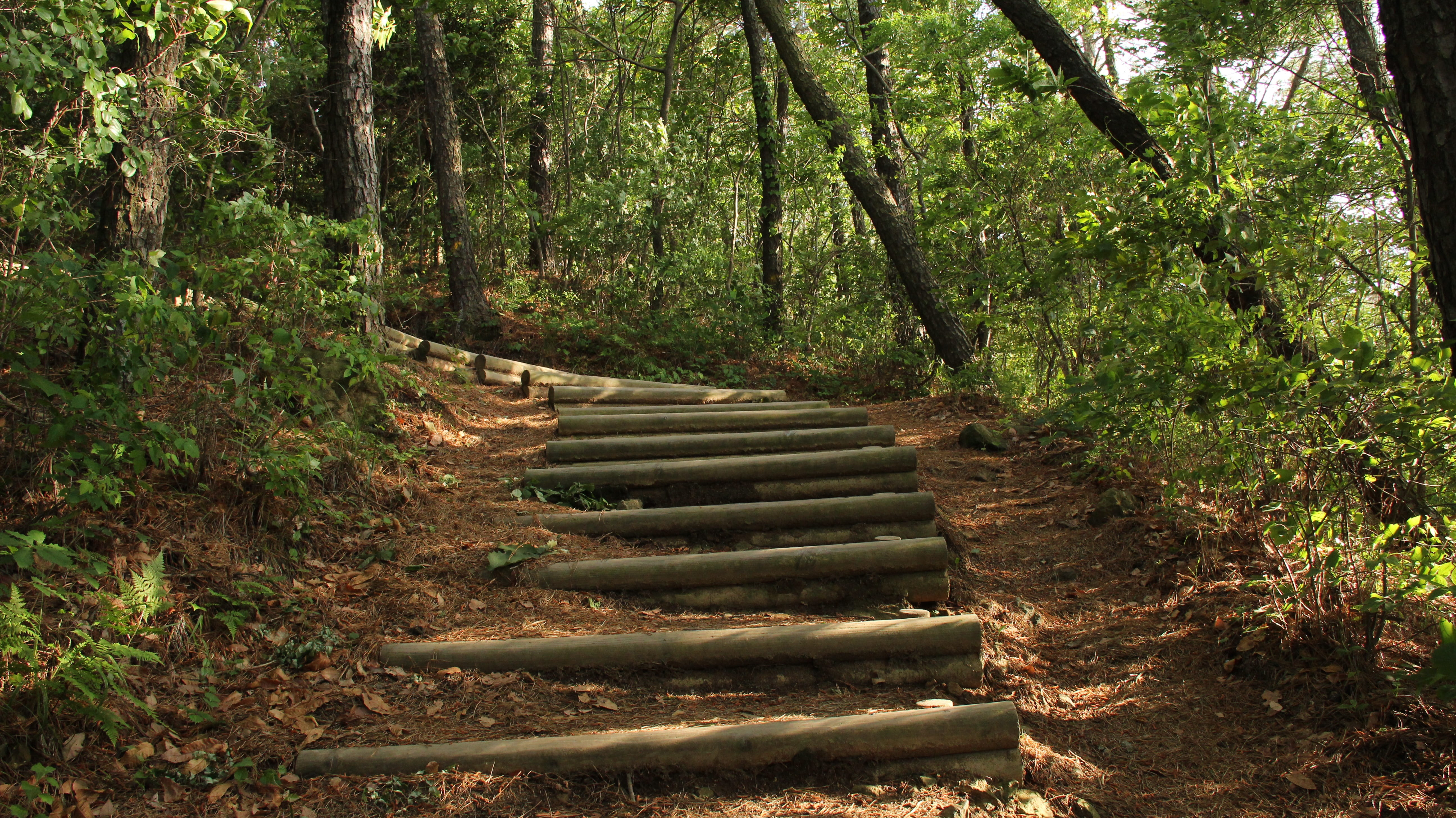 wood, 5K, green, steps and staircases, staircase, growth, outdoors, ppt background, woodland, tree, direction, mountain, no people, plants, tranquility, HD Wallpaper