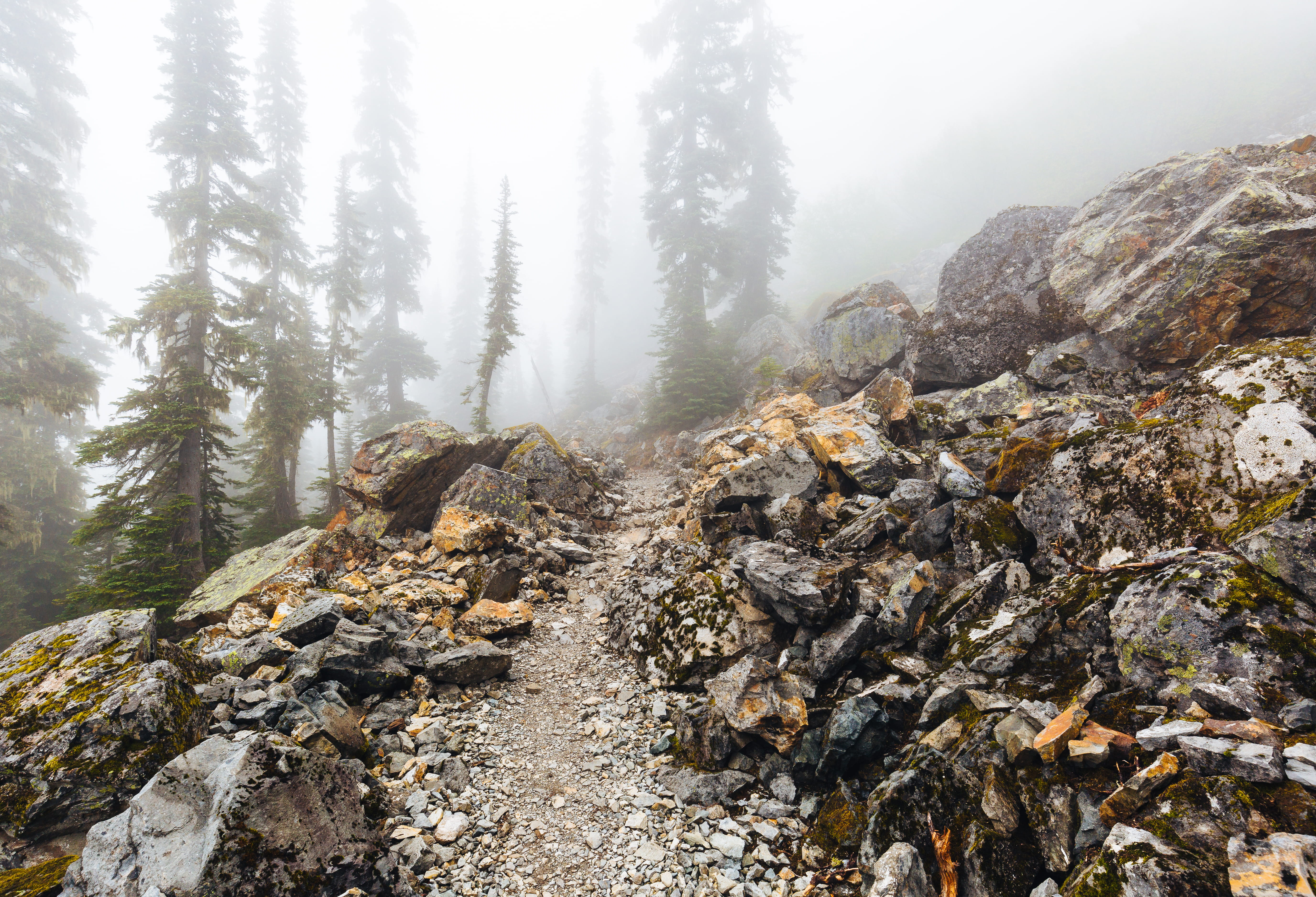 hiking, plant, 5K, underneath, path, trek, outdoors, mountain, fogs, woodland, tranquil scene, rock - object, forest, tree, landscape, pnw, solid, pacific northwest, HD Wallpaper