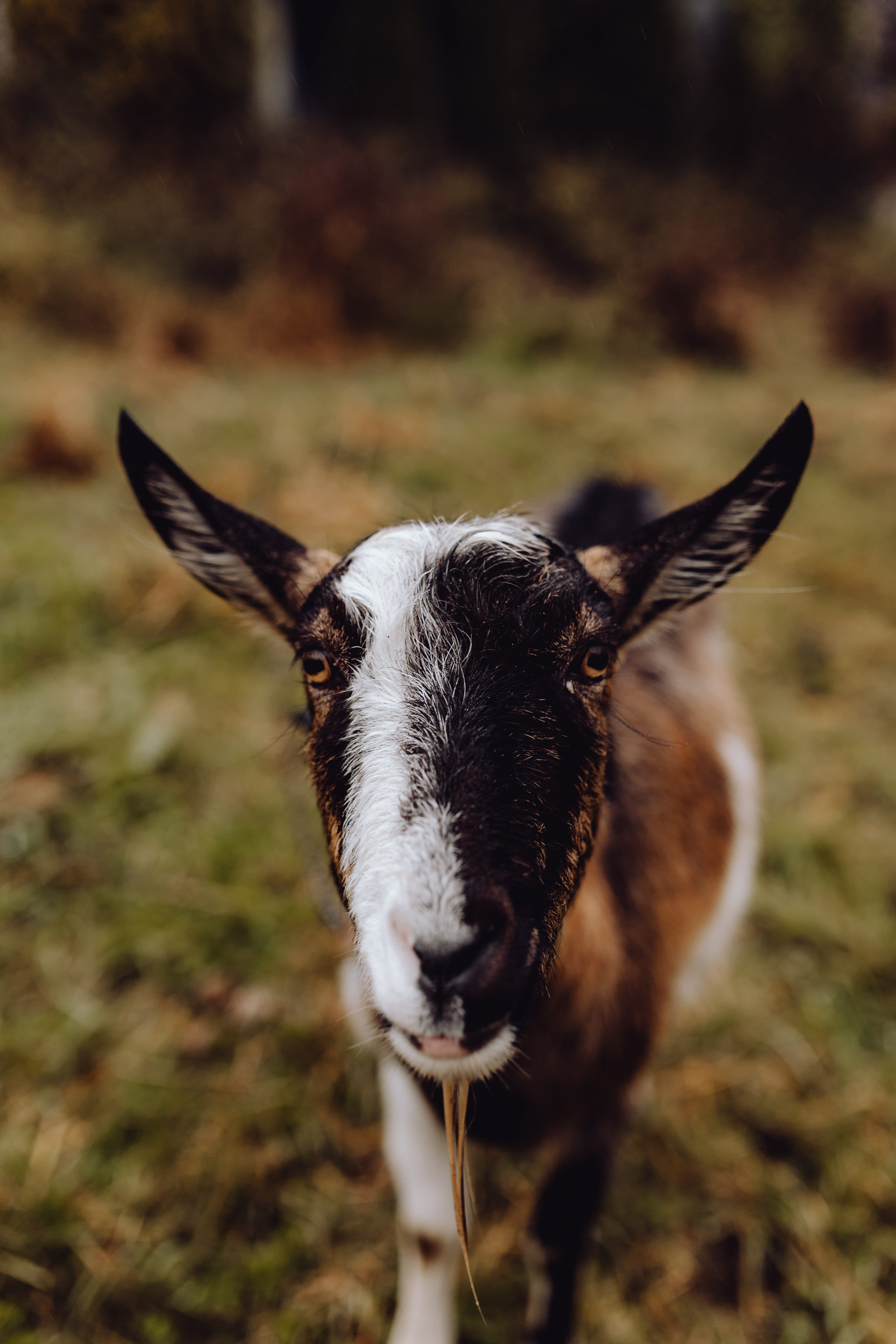 no people, grazing, goat, animal wildlife, mammal, vertebrate, portrait, 5K, she-goat, animal head, field, day, village, standing, brown, looking at camera, Phone HD Wallpaper