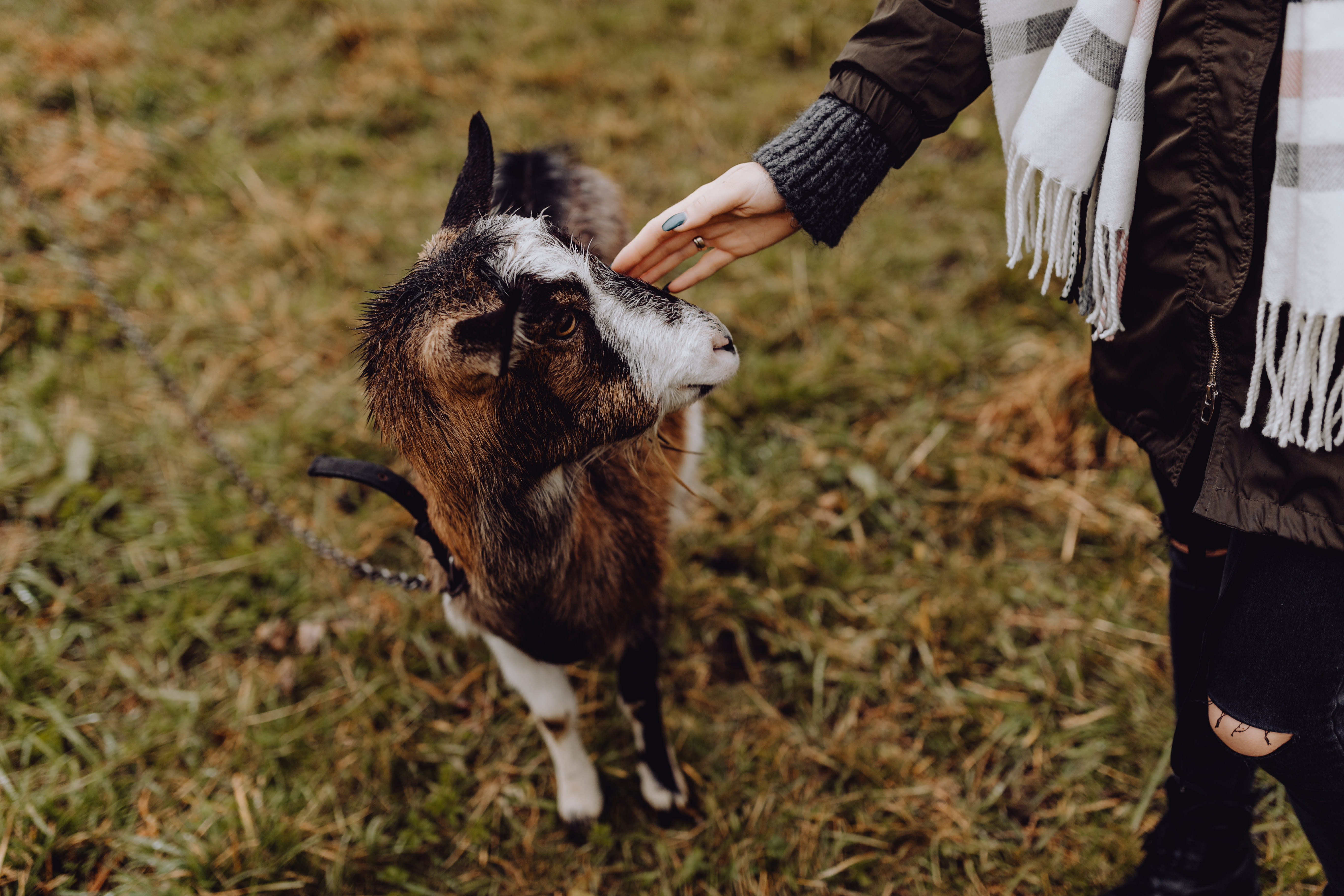 pasturage, dog, pasture, one animal, one person, goat, cute, lifestyles, canine, land, domestic, hand, day, grazing, leisure activity, she-goat, pet owner, HD Wallpaper