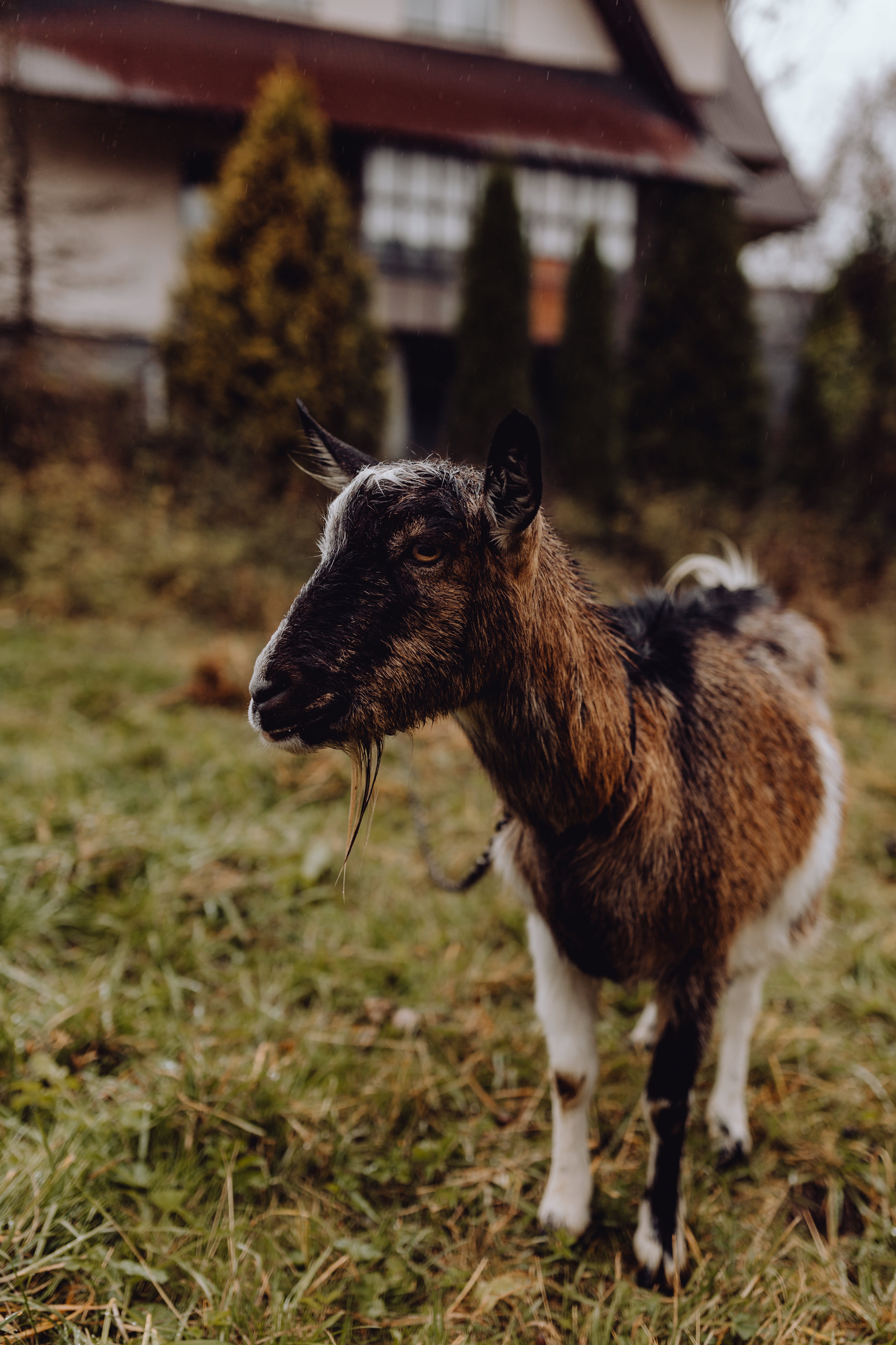 pets, cute, field, land, domestic, animal, 5K, nature, grass, pasture, grazing, mammal, focus on foreground, domestic animals, no people, vertebrate, standing, Phone HD Wallpaper