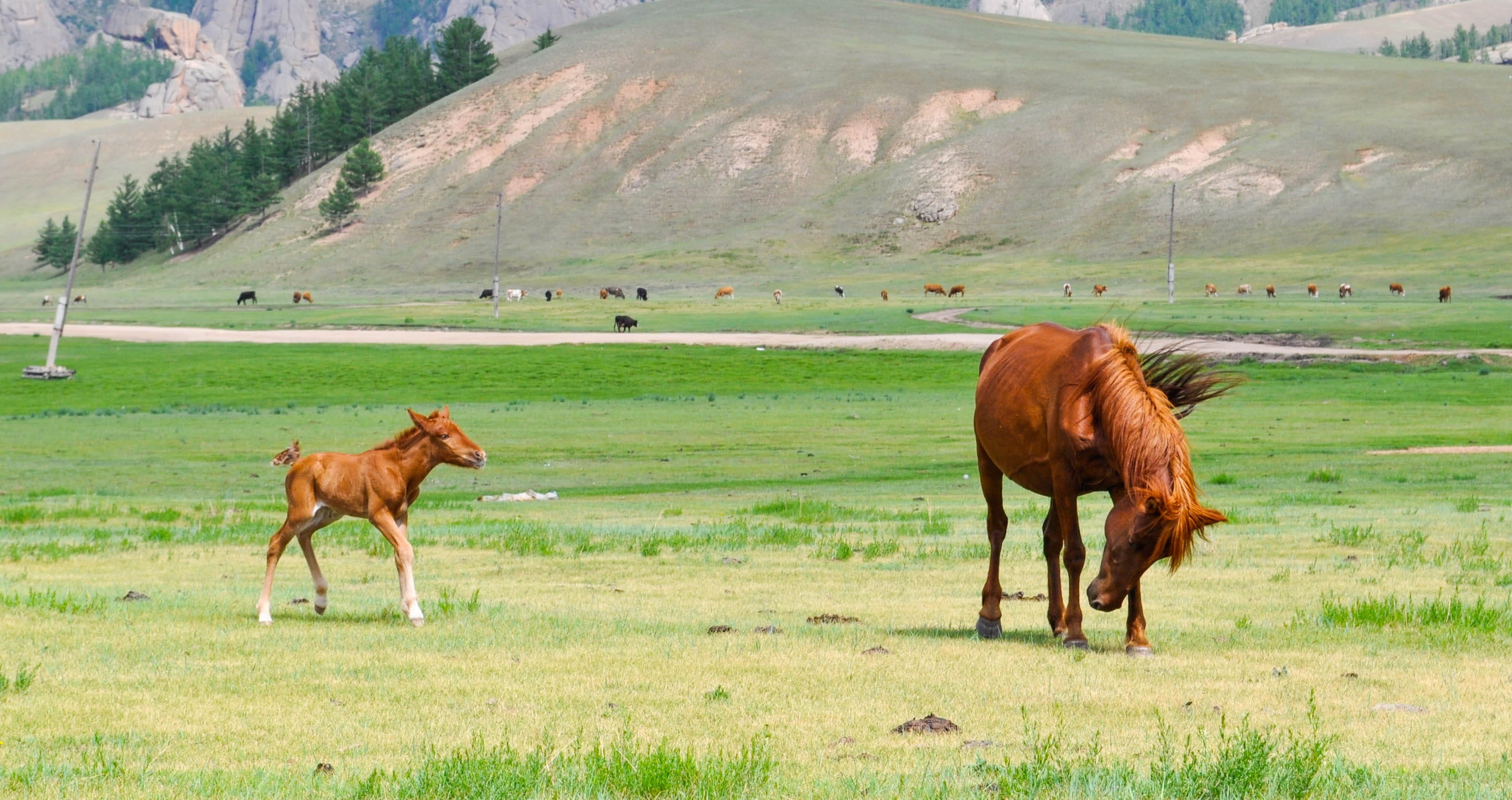 scenics, meadow, Horse, two, grazing, rural Scene, 2K, vertebrate, landscape, Foal, horses, group of animals, pets, livestock, environment, land, field, HD Wallpaper