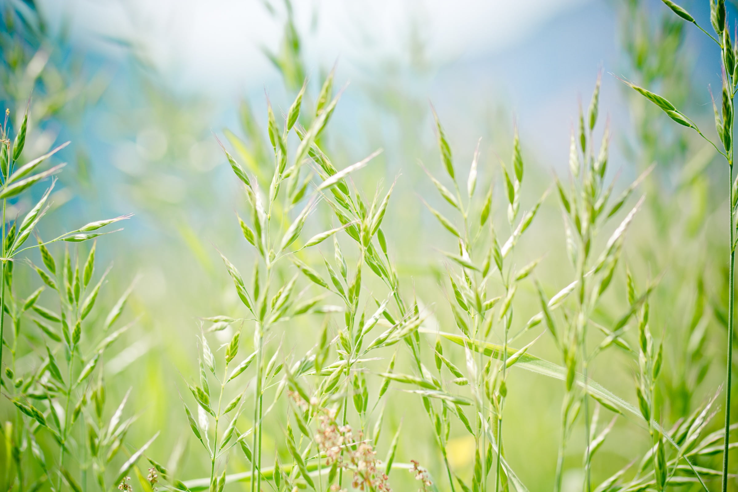 halme, growth, land, landscape, grasses, licorice, springtime, festuca pratensis, outdoors, blades of grass, flora, farm, wild grasses, plant, fescue, rural scene, HD Wallpaper