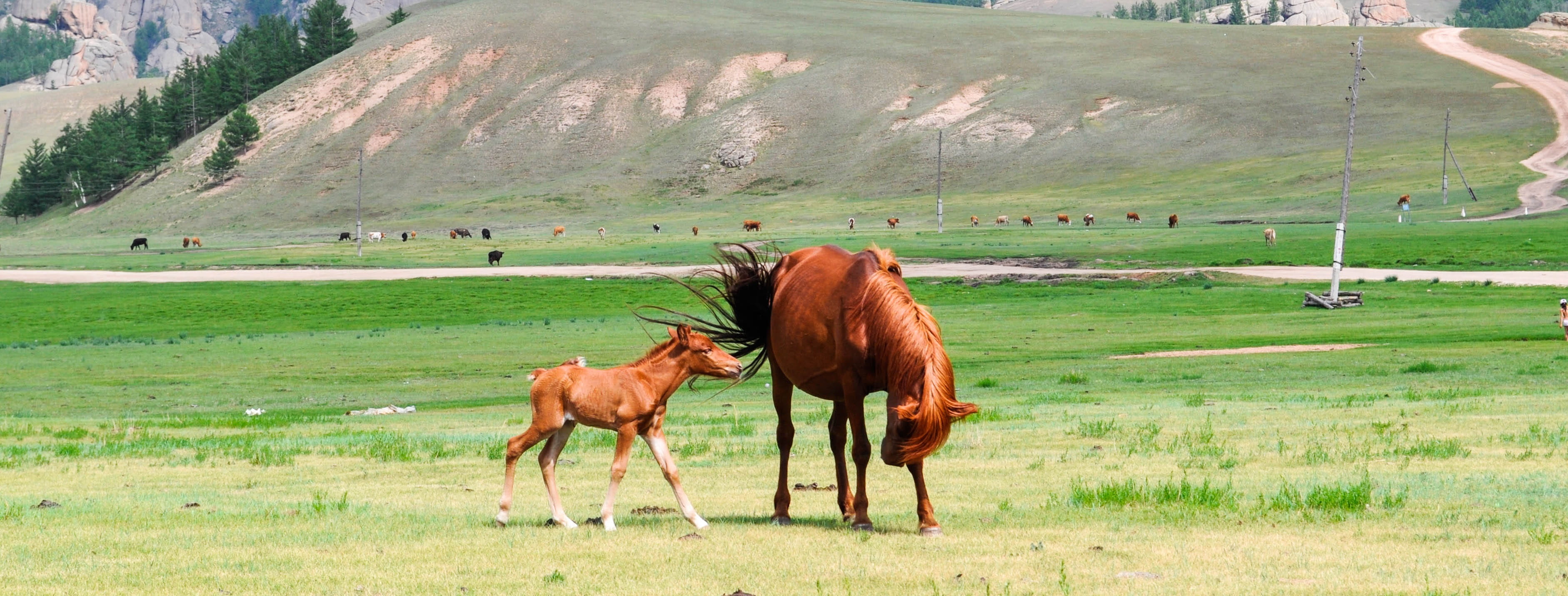 no people, brown, mongolia, green, outdoors, horse, field, baby, environment, landscape, mother, young, group of animals, agriculture, animal themes, mammal, HD Wallpaper