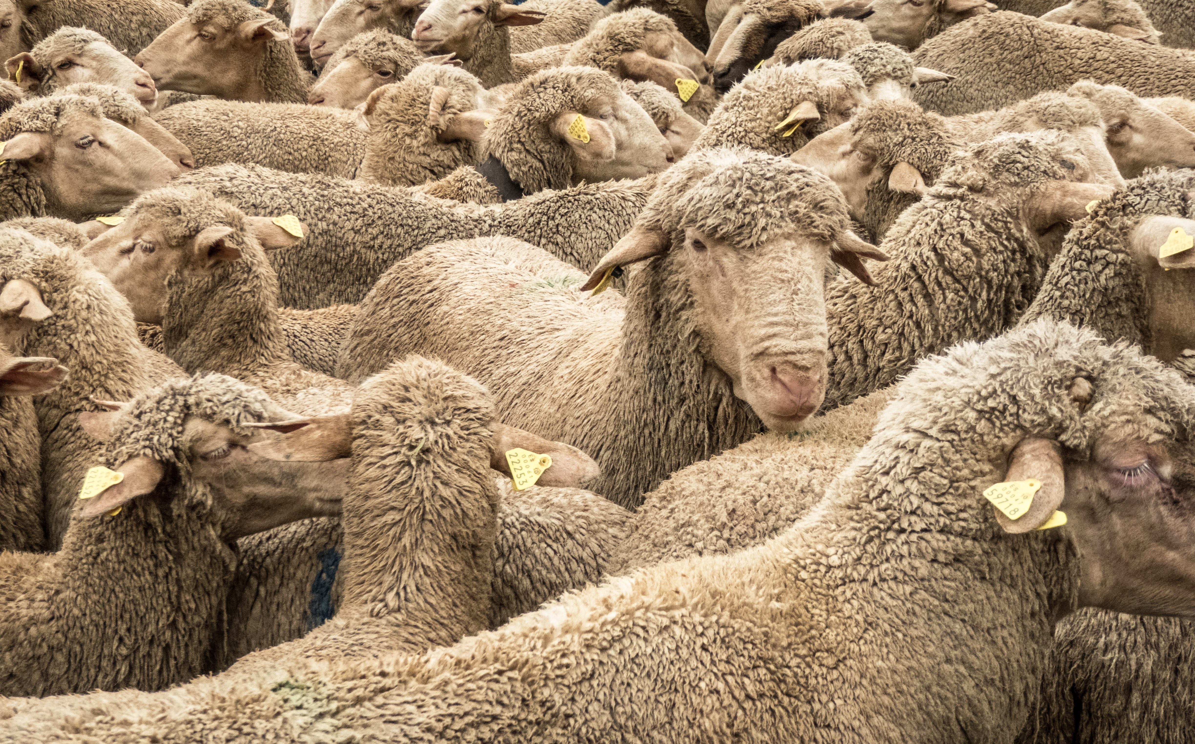 rural Scene, mammal, natural, hay, day, mesta, farm, livestock, lamb, no people, animal wildlife, herd, nature, yellow, animals in the wild, Pasturage, HD Wallpaper