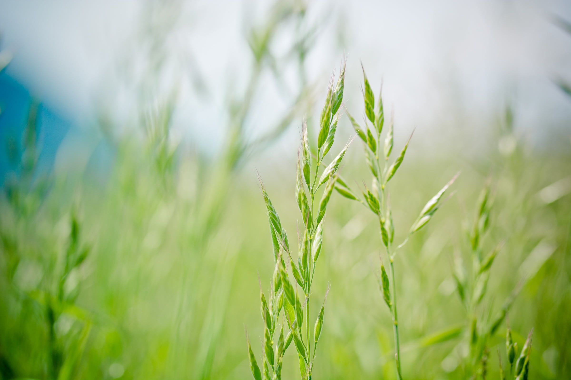 close, pasturage, no people, selective, green color, licorice, growth, 1080P, green, halme, background, flora, macro, cereal plant, upper grass, blades of grass, HD Wallpaper