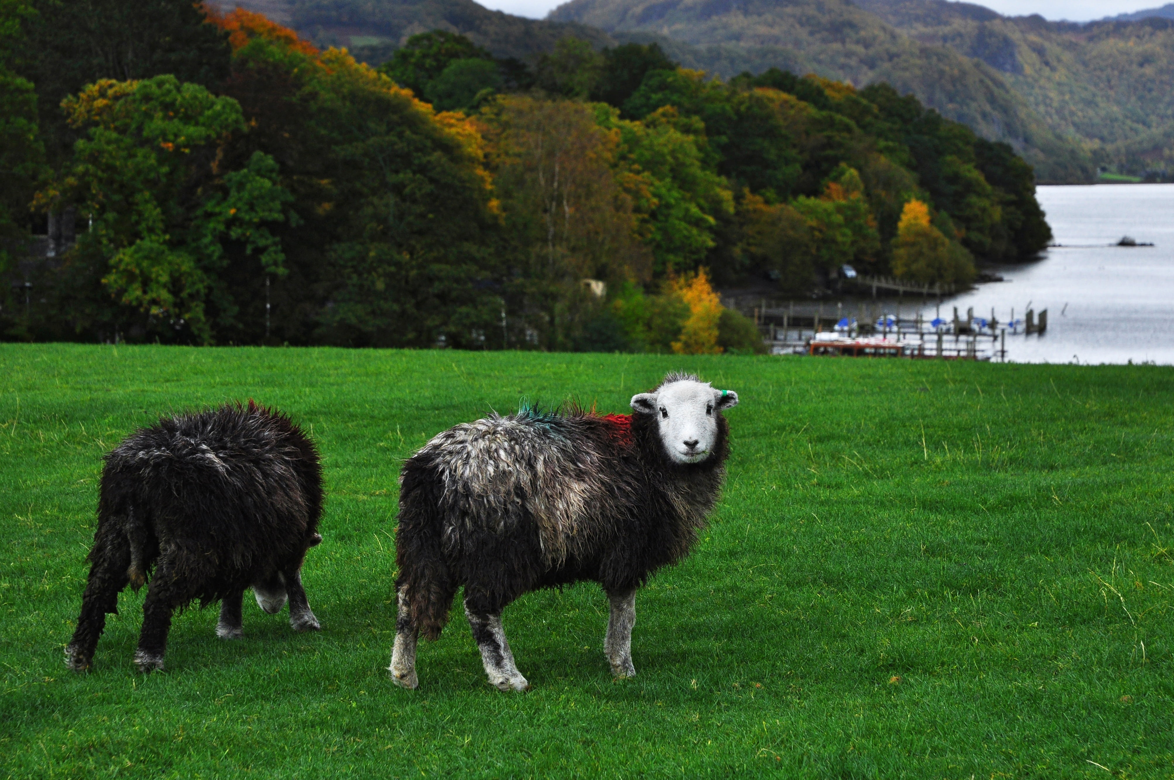 land, season, animal, herbivorous, wool, rural, pasture, domestic, grazing, autumn, day, group of animals, mammal, agriculture, 4K, livestock, graze, sheep, HD Wallpaper