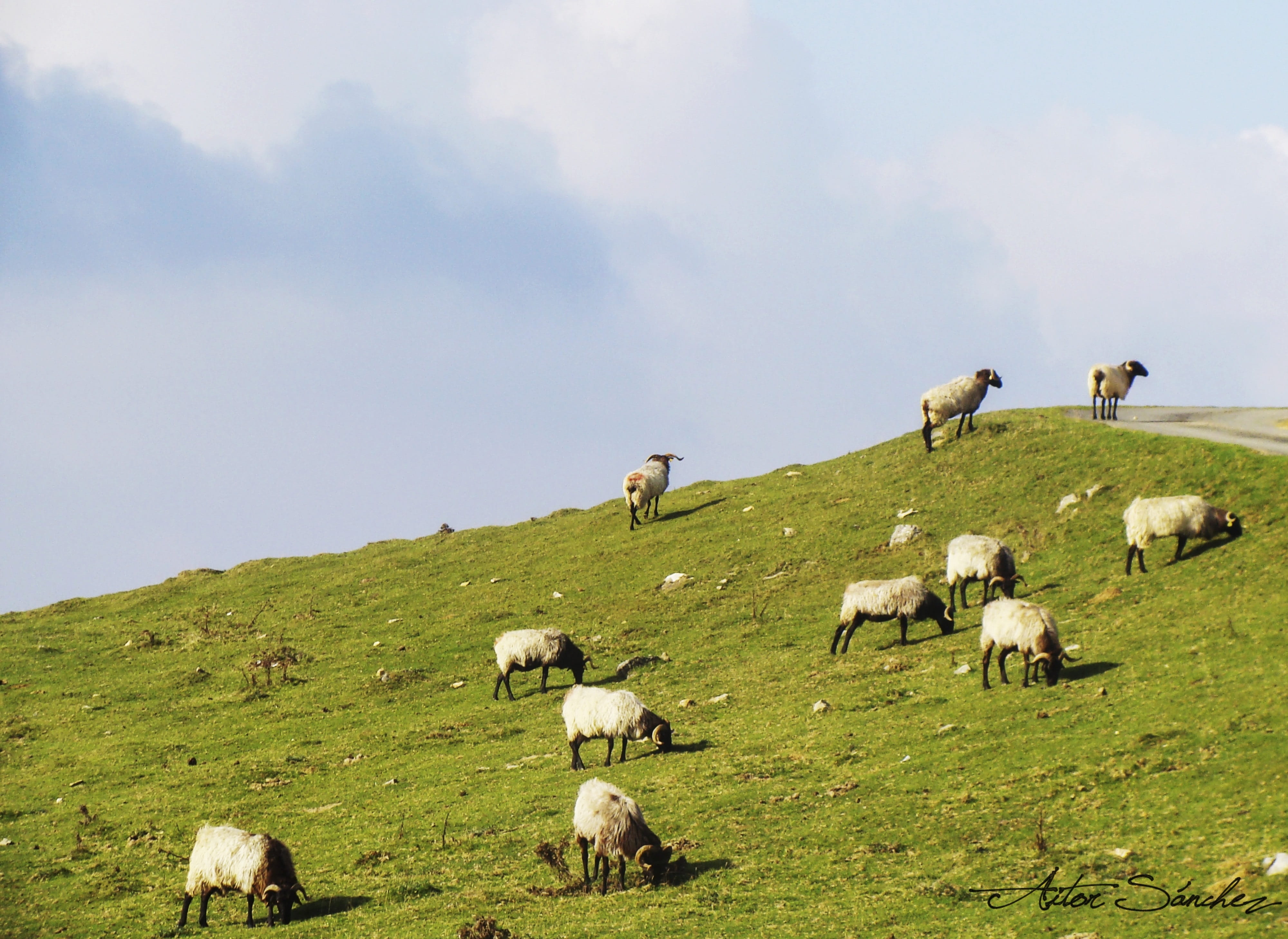 outdoors, livestock, pets, lamb, eat, mammal, pasture, clouds, flock Of Sheep, nature, 4K, large group of animals, Sheep, domestic, field, meadow, Pasturage, HD Wallpaper