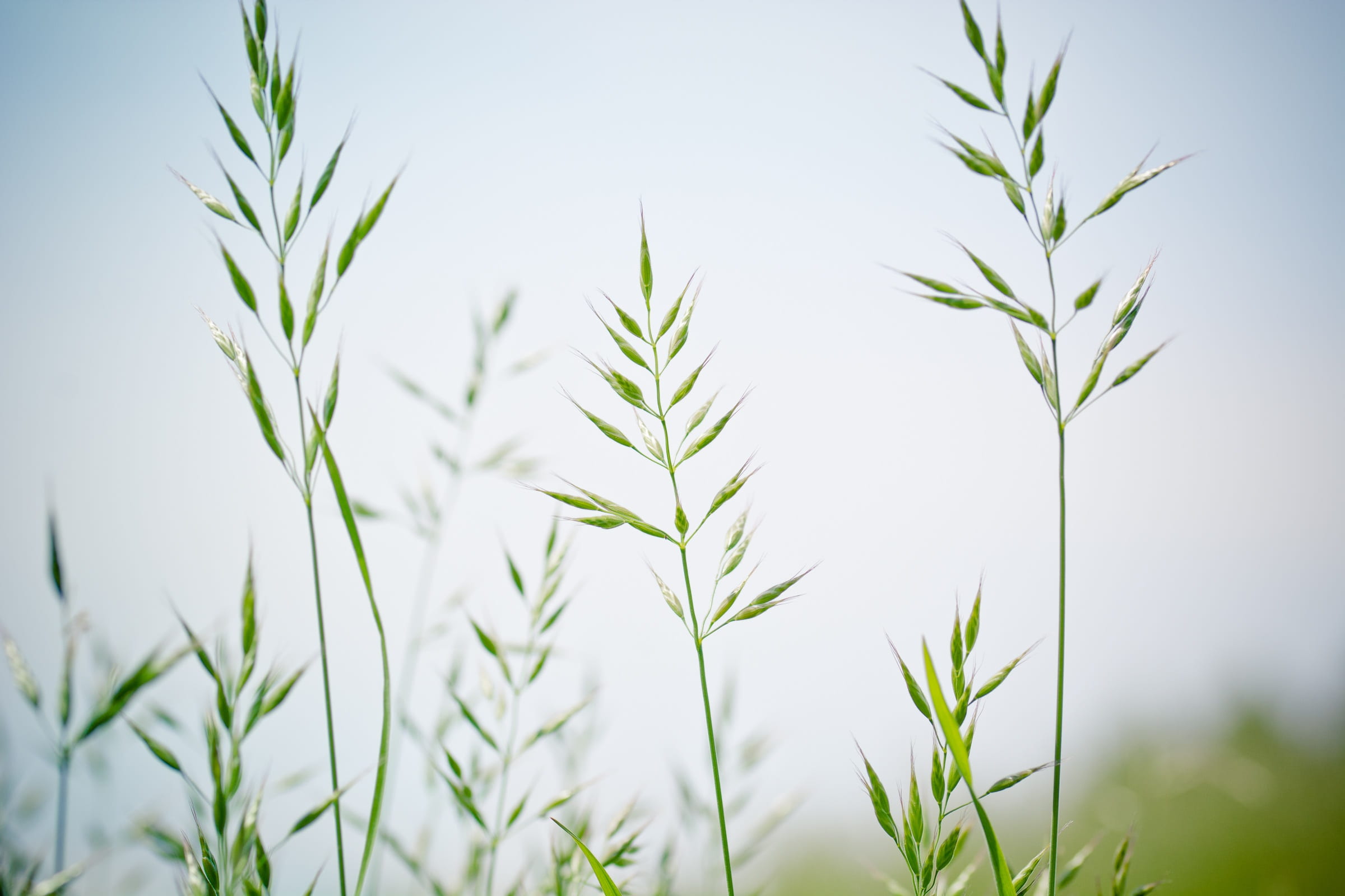 fescue, festuca pratensis, macro, licorice, food and drink, close, plant part, growth, crop, close-up, leaf, upper grass, photography, halme, day, blades of grass, HD Wallpaper