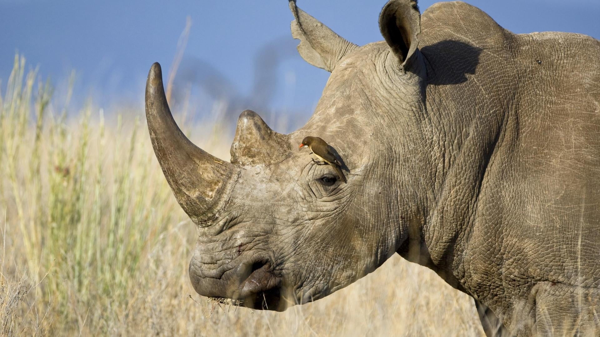 grass, wildlife Reserve, profile view, endangered Species, rhinoceros, wildlife, animal head, national Landmark, tusk, animals And Pets, elephant, plain, HD Wallpaper