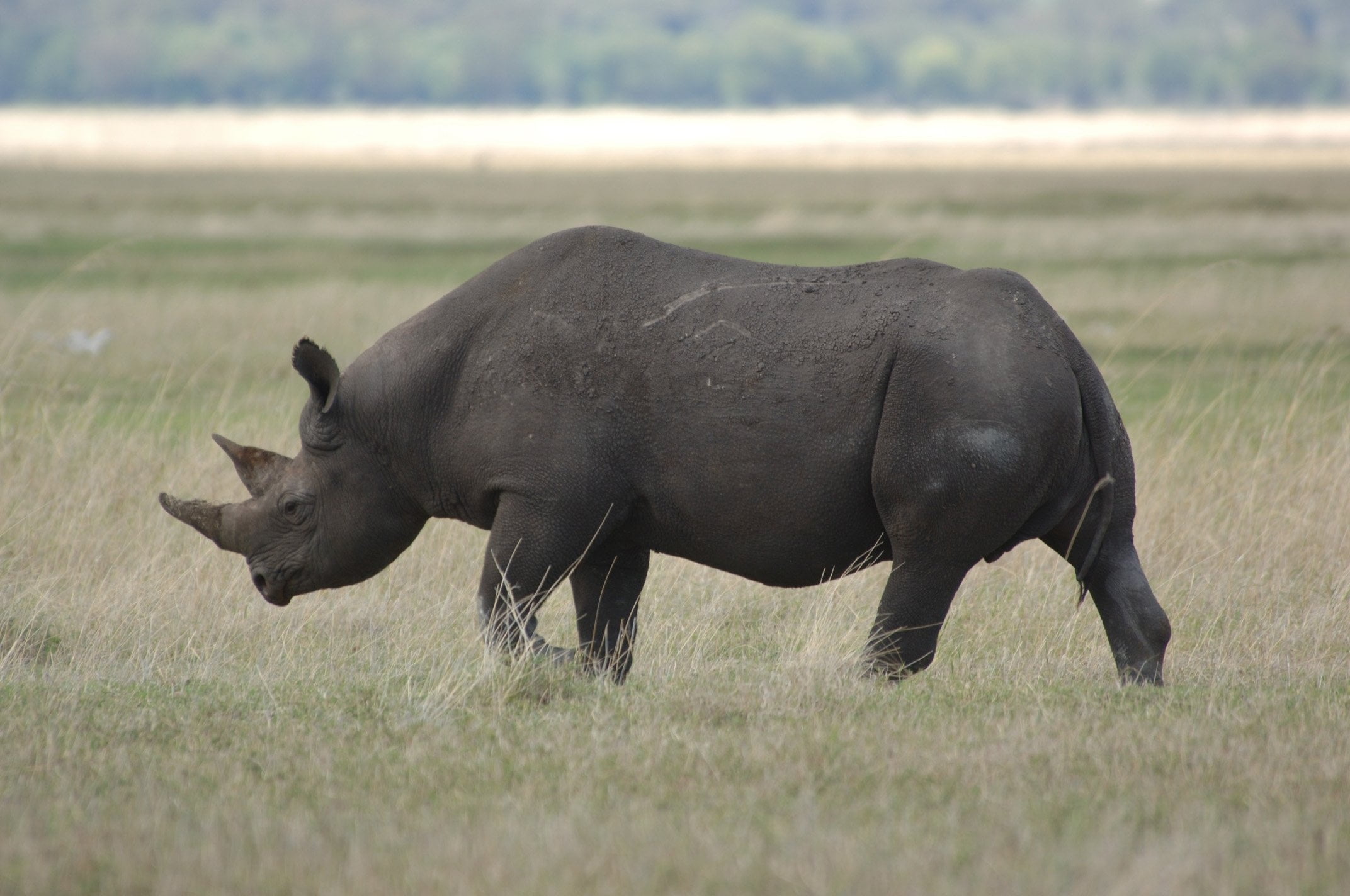 rhinoceros, walk, wildlife, savannah, nature, 1080P, domestic animals, mammal, herbivorous, grazing, large, safari Animals, animal wildlife, animal themes, HD Wallpaper