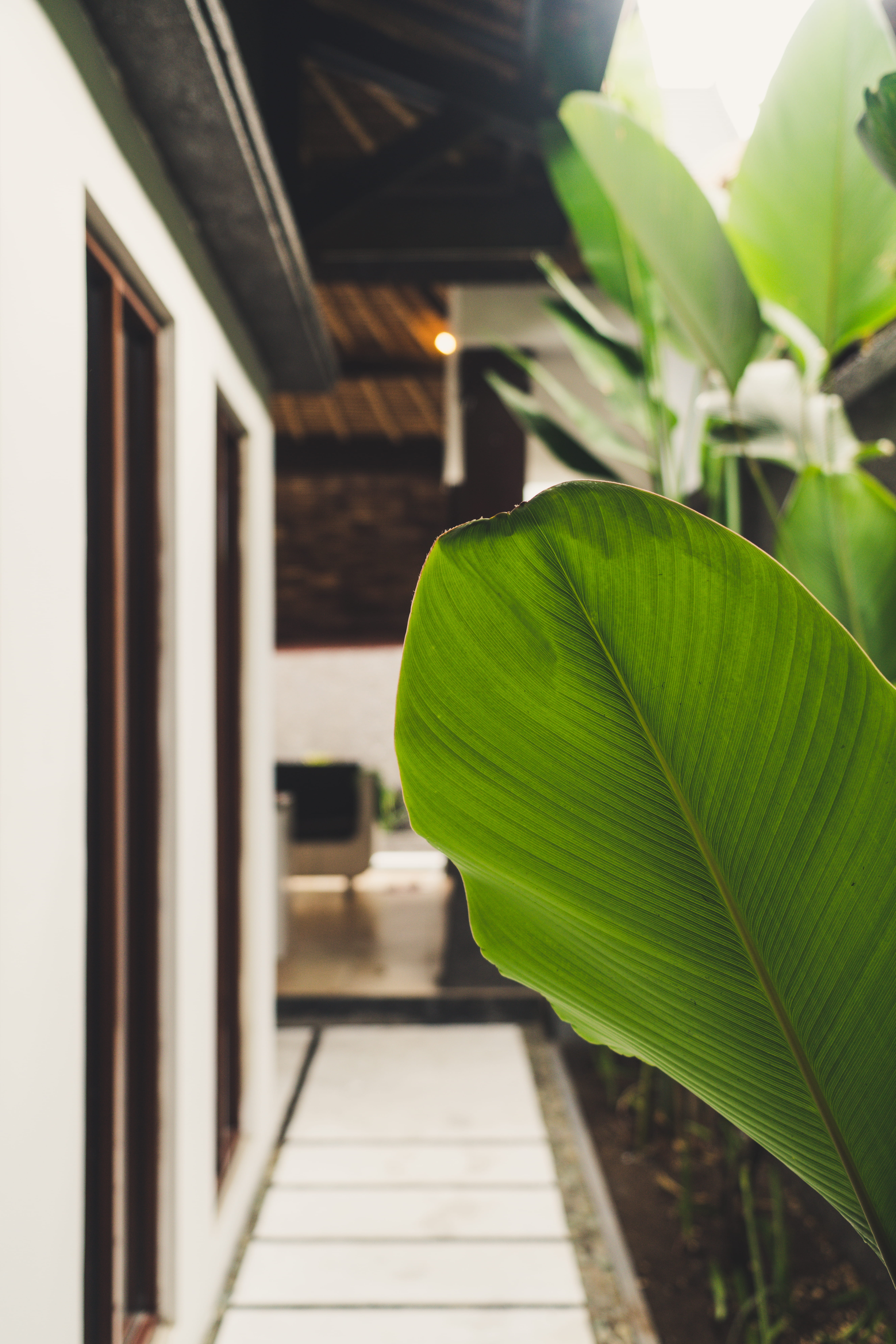 indonesia, close-up, day, plant part, blurred background, no people, plant, beauty in nature, paolo nicolello, wood - material, green, outdoor, bali rich villas, Phone HD Wallpaper