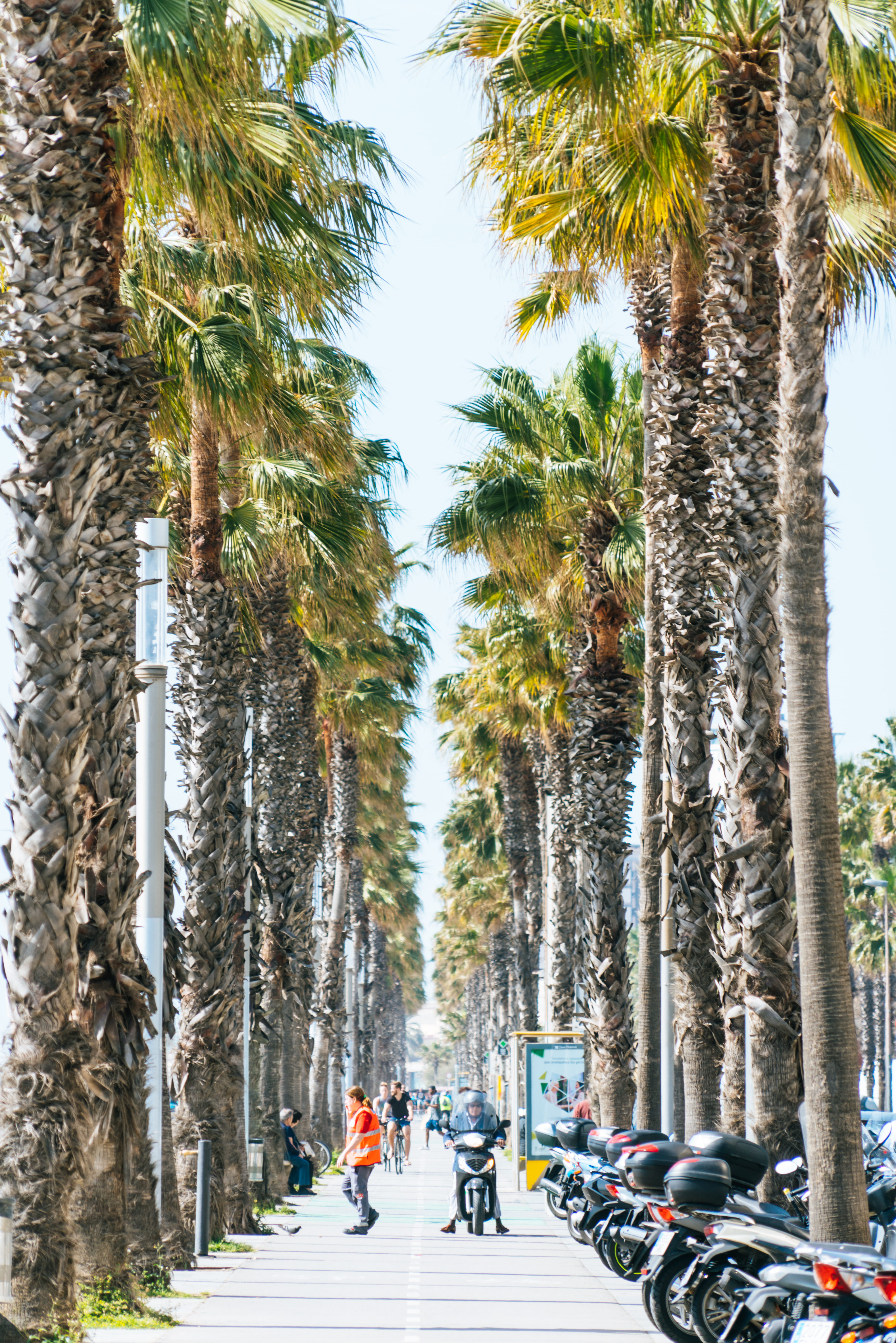 street, women, large group of people, men, lifestyles, treelined, barcelona, pathwalk, tree, tropical climate, growth, order, outdoors, sky, palm, road, Phone HD Wallpaper