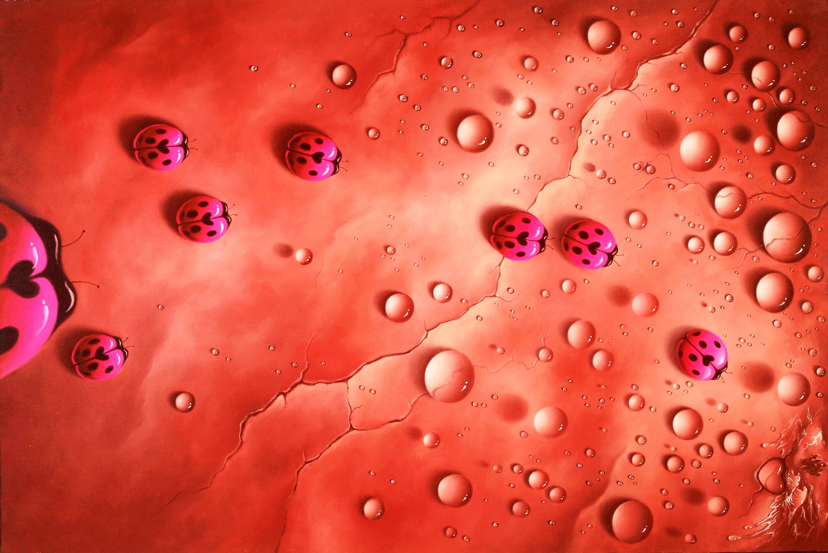 red, close-up, backgrounds, indoors, food and drink, Christopher Privilege, full frame, lady, shape, pattern, buds, pink, water, ladybugs, abstract, purity, HD Wallpaper