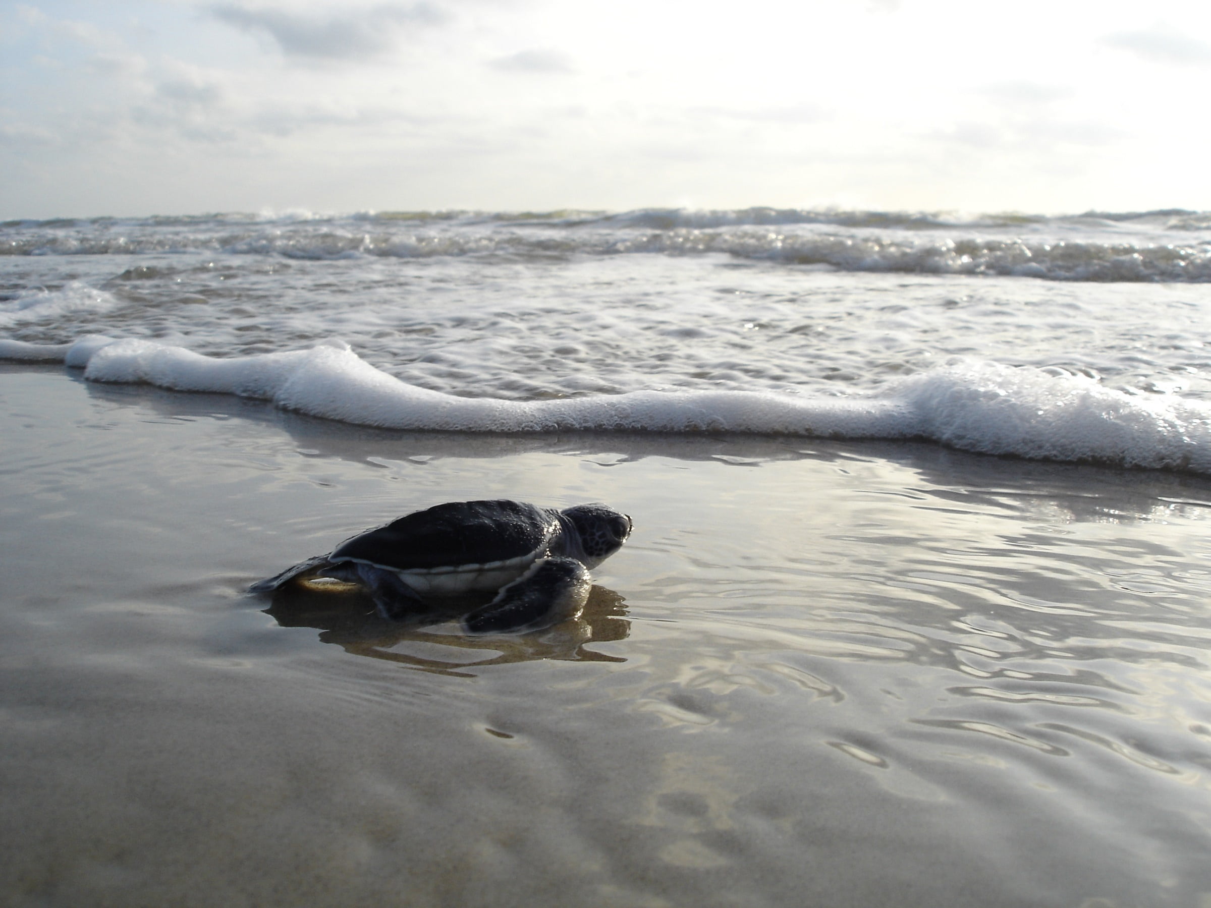sky, animal wildlife, outdoors, no people, ocean, turtle, sand, crawling, baby, cloud - sky, animal, animal themes, body, nature, wildlife, beauty in nature, HD Wallpaper