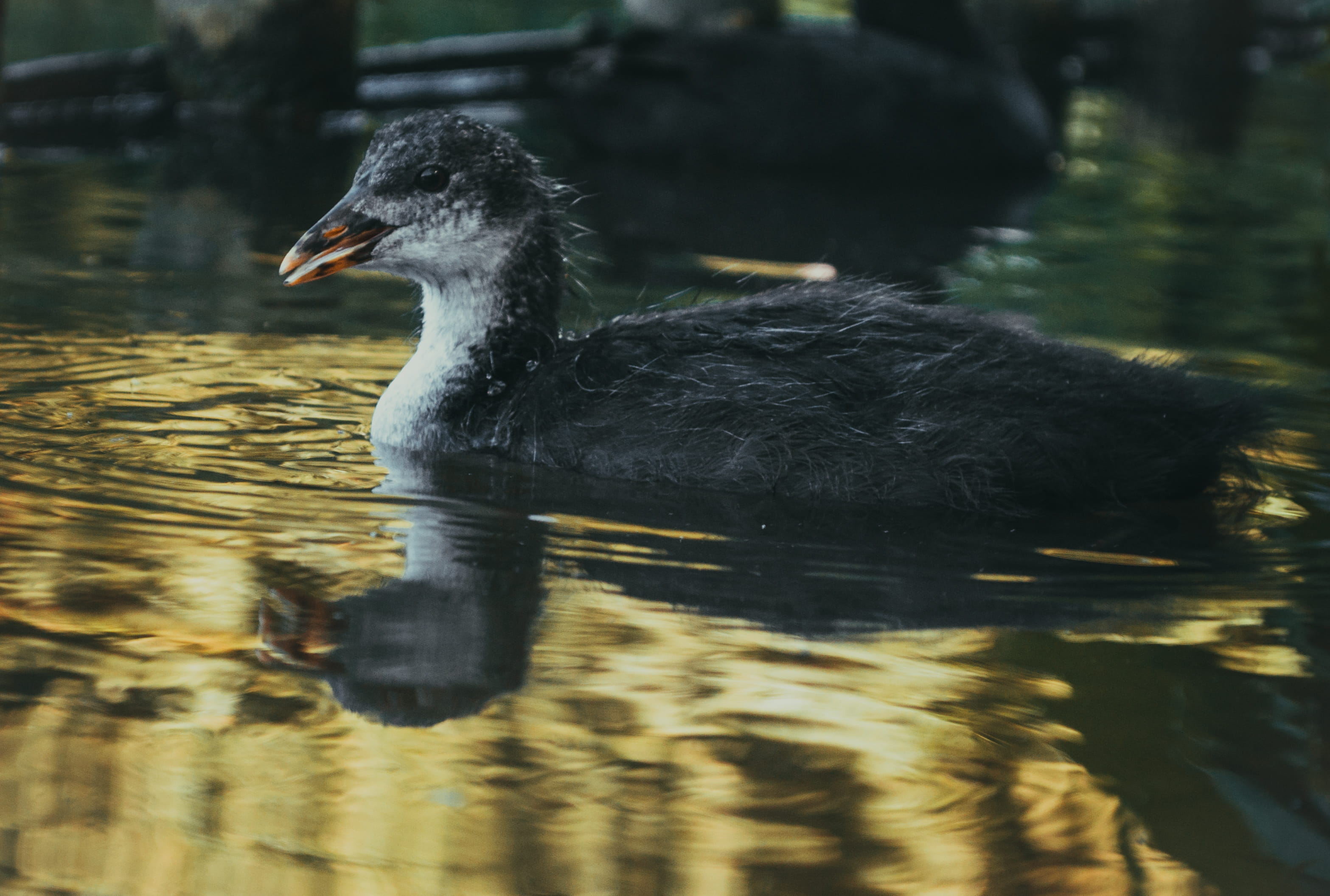 water bird, small duck, animal, reflection, one animal, photo shoot, animal wildlife, family time, duck, summer, lake, day, vertebrate, rippled, wave, water, HD Wallpaper