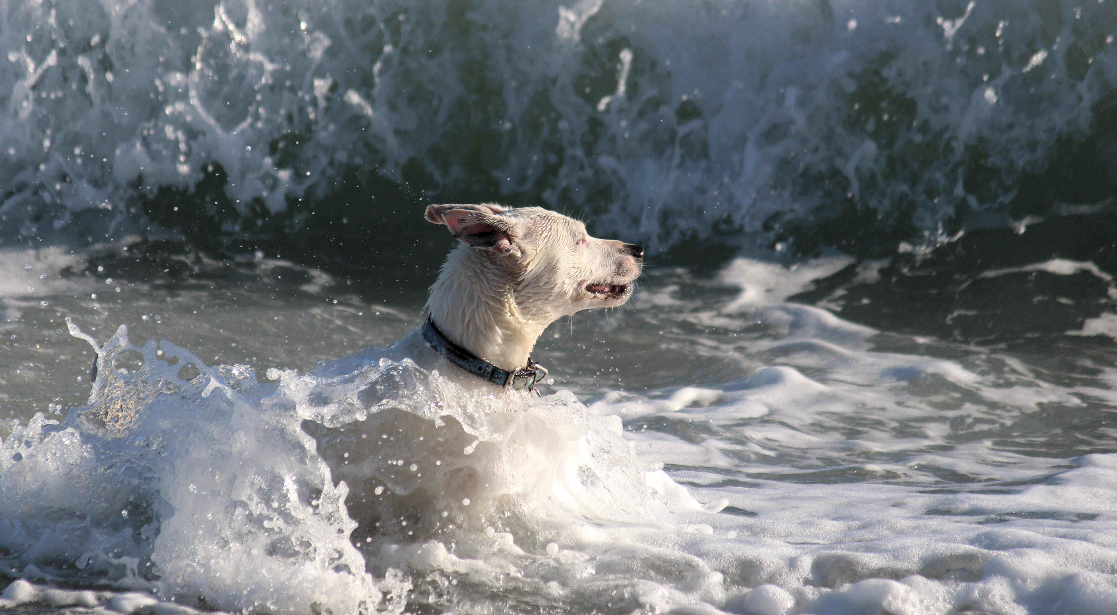 mammal, no people, summer, splash, white, animal themes, shadow, shore, action, nature, water splashes, cooling, pet, domestic animals, sea, fun, purebred dog, HD Wallpaper