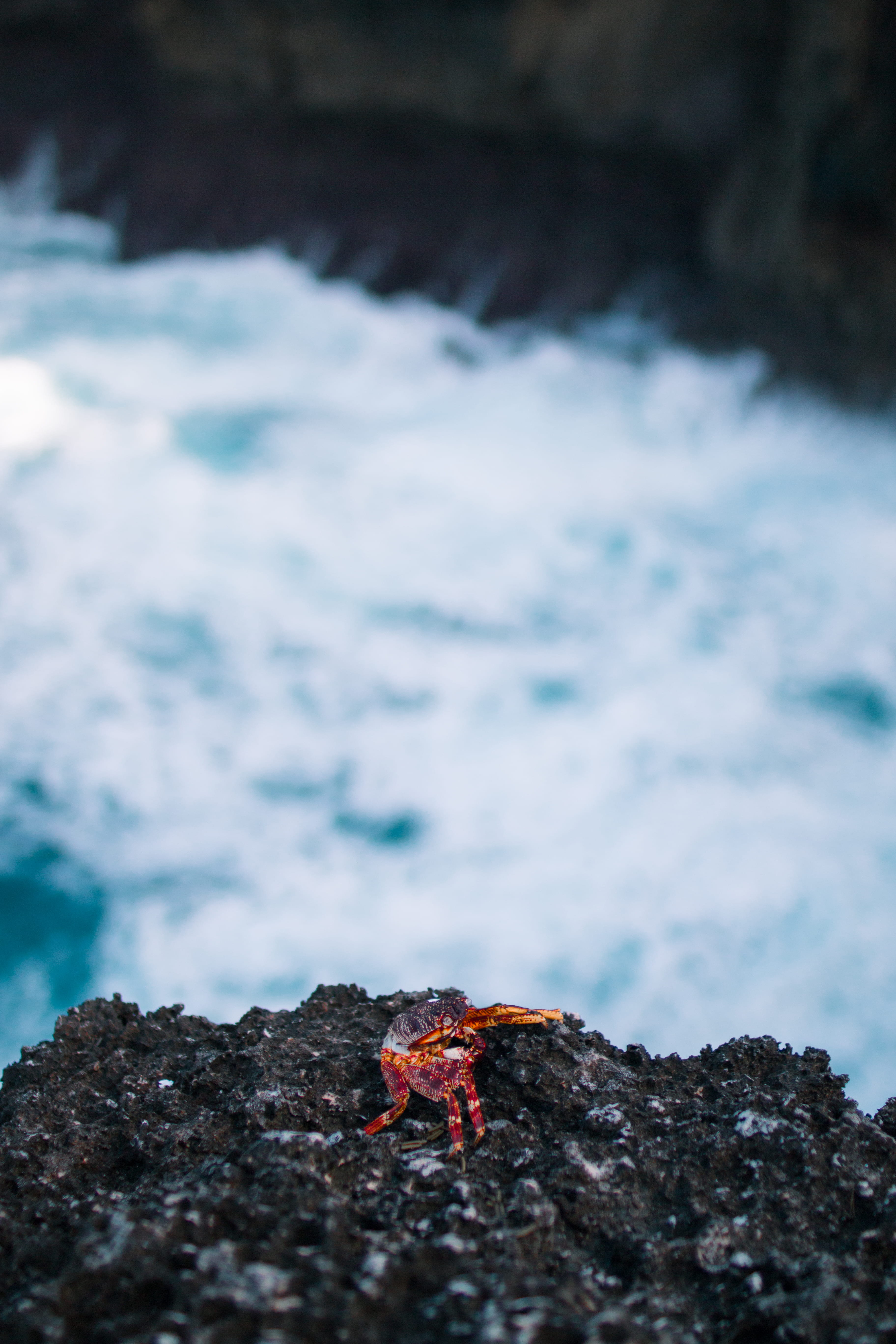crashing wave, one animal, photography, rock, kermit, marine life, animal, animals in the wild, nature, animal wildlife, tide, 5K, rock - object, focus, Phone HD Wallpaper