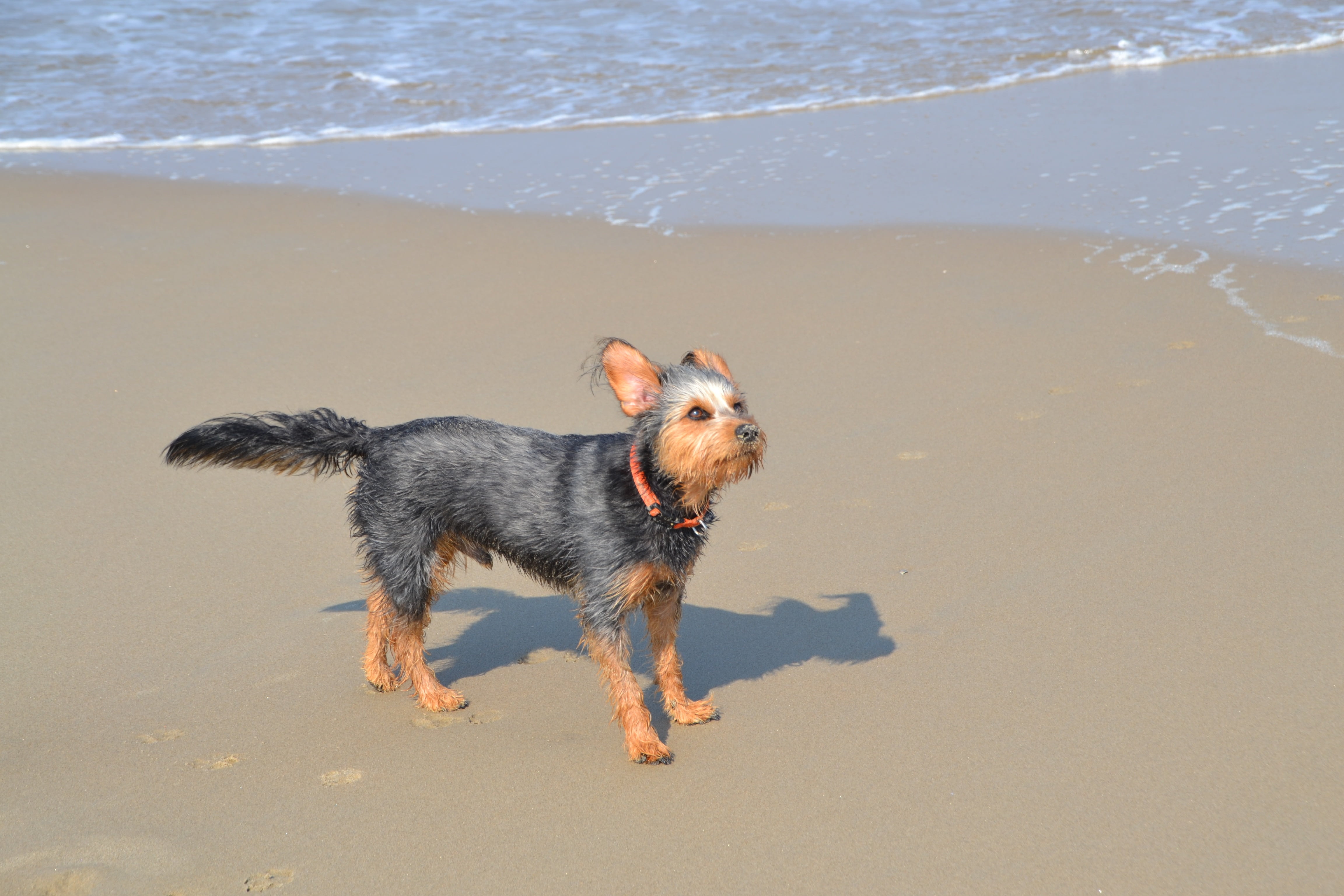 canine, nature, one animal, purebred dog, 4K, small, land, sea, domestic, animal, dog, terrier, dog on beach, motion, domestic animals, animal themes, HD Wallpaper