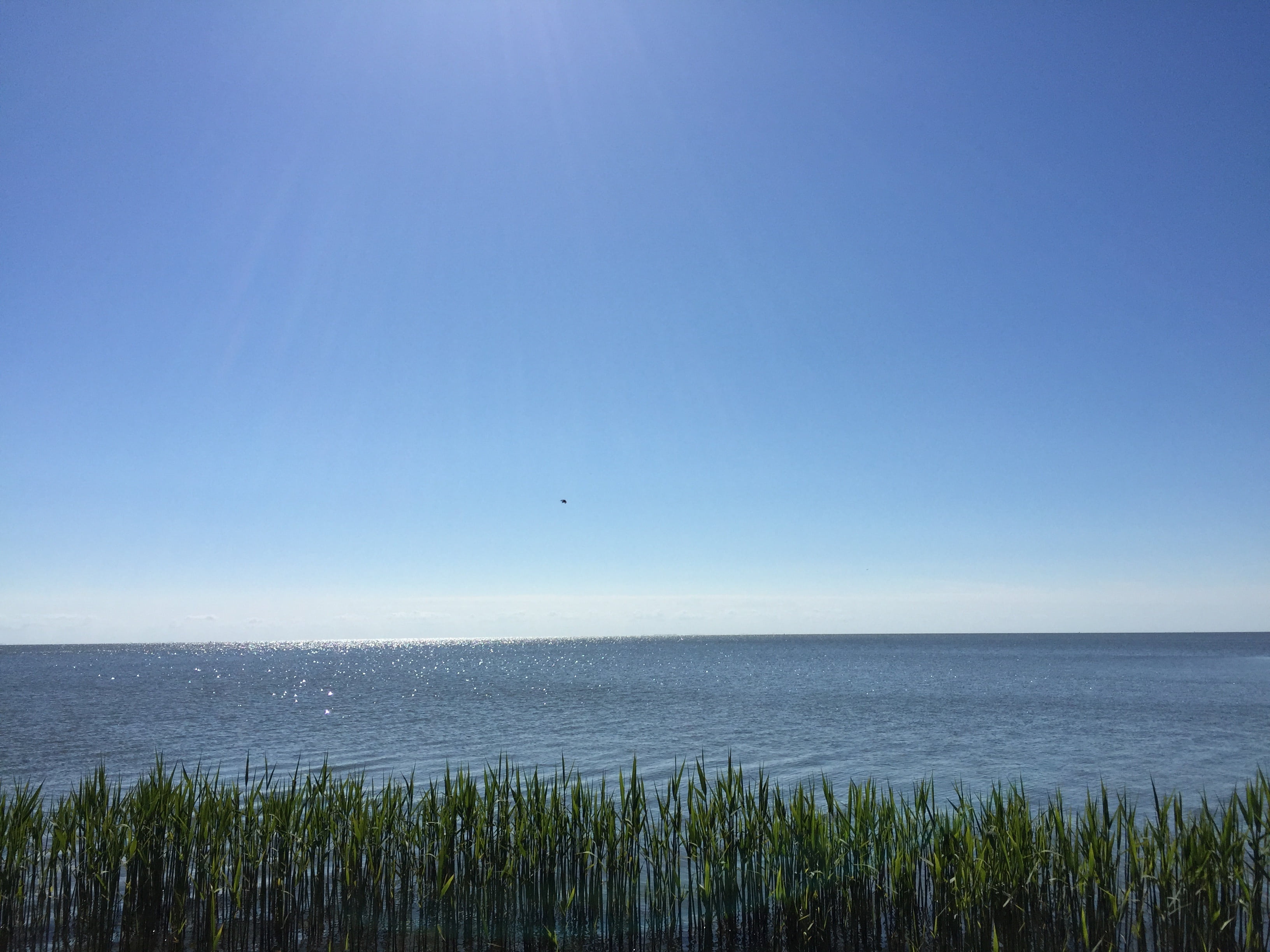 2K, beauty in nature, relax, water, sojourn, marram grass, sunny, distance, nida, relaxing, sunscreen, ocean, blue, tranquil scene, land, sun, copy space, HD Wallpaper