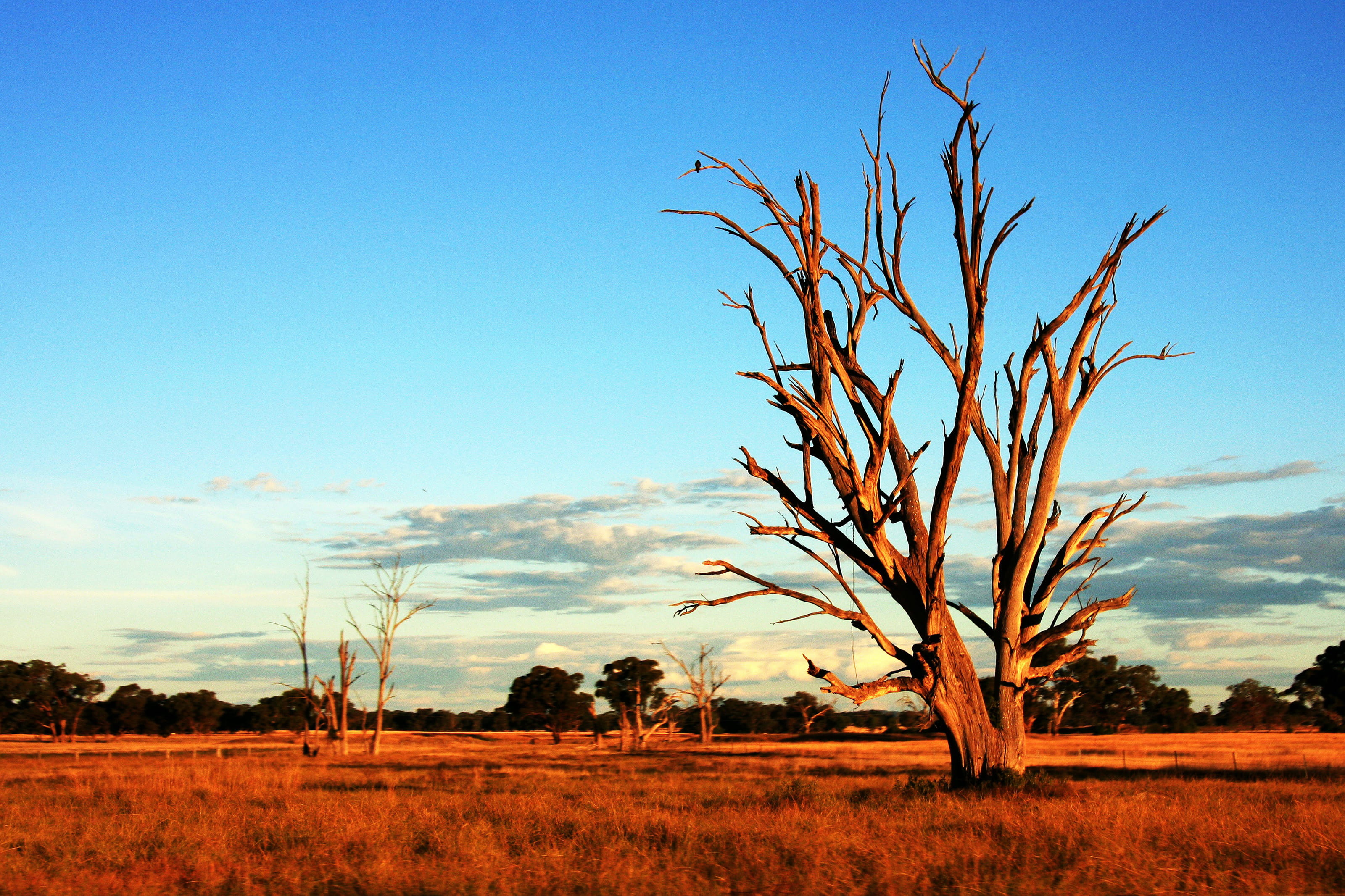 2K, tree, sand, scenics - nature, plant, beauty in nature, no people, day, sky, land, environment, growth, outback, field, bare tree, outdoors, desert, HD Wallpaper