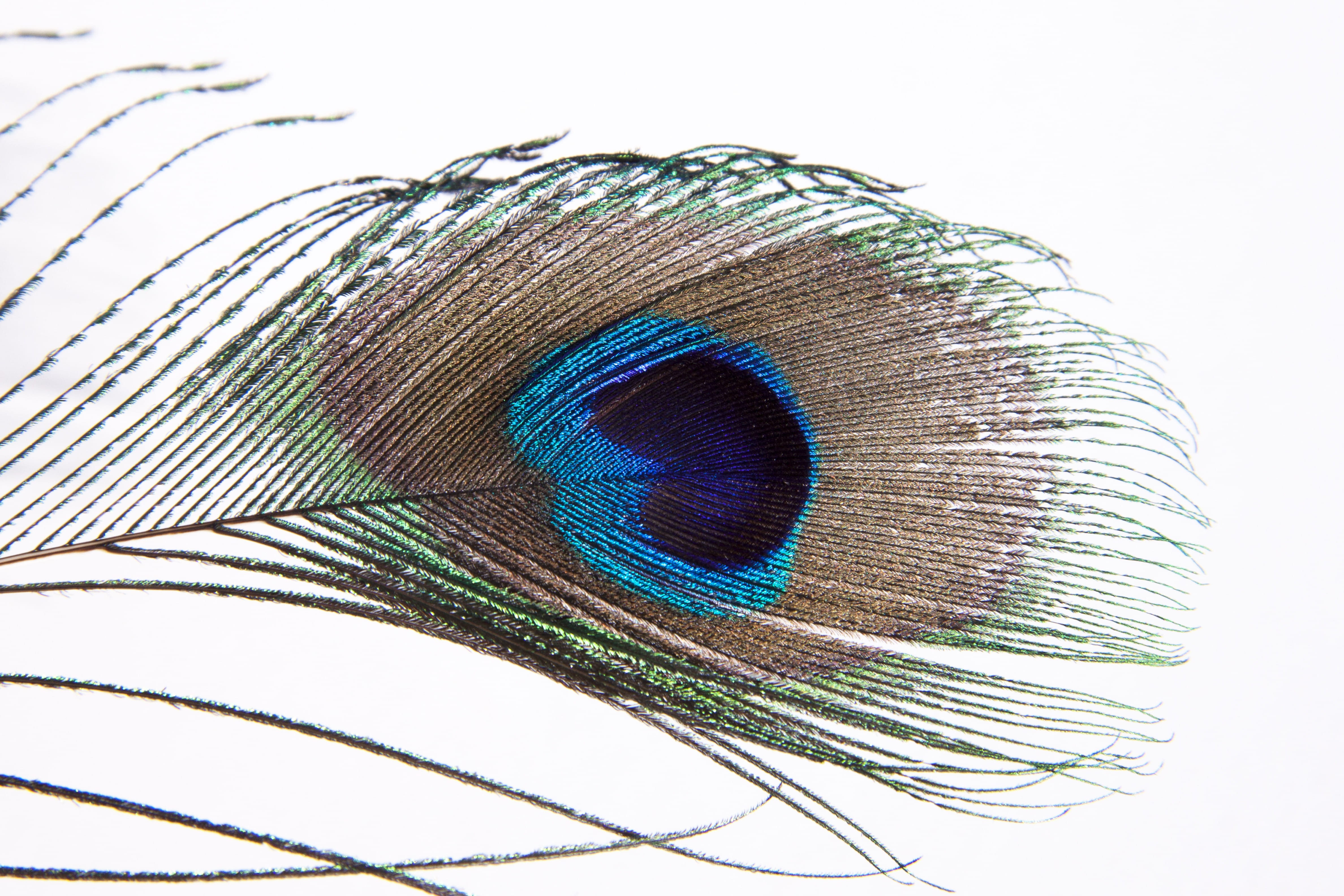studio shot, blue peacock, black, animal themes, close-up, symbol of wealth, vertebrate, bird feather, feather, indoors, photography, black and blue, macro, HD Wallpaper