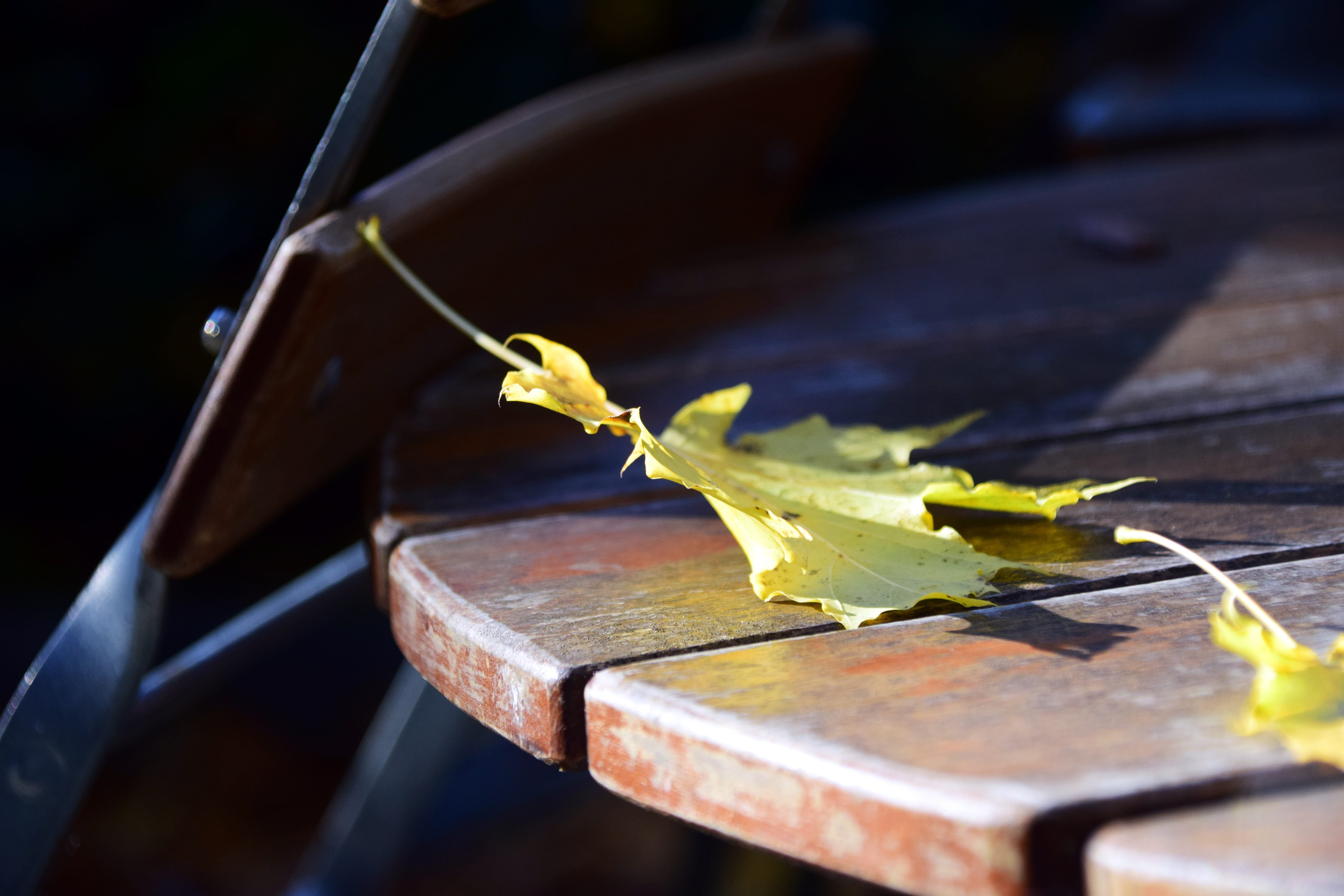 table, selective focus, animal themes, animal wildlife, animal, plant part, high angle view, autumn, Beer Garden, 5K, Autumn, close-up, chairs, plant, HD Wallpaper