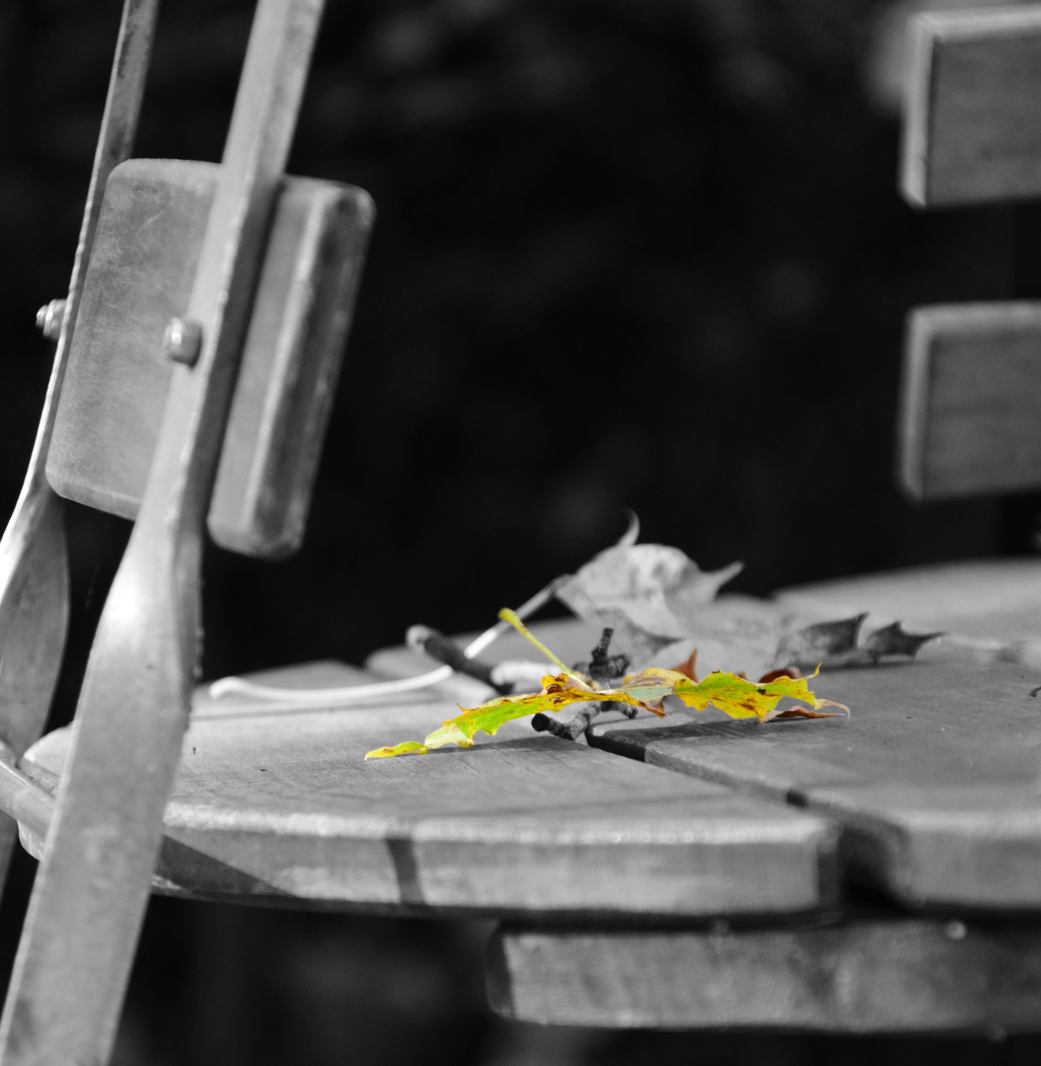 selective focus, folded, spirituality, chair, finished, after work, end, freshness, black white, 2K, fragility, day, no people, close-up, flower, plant, Phone HD Wallpaper