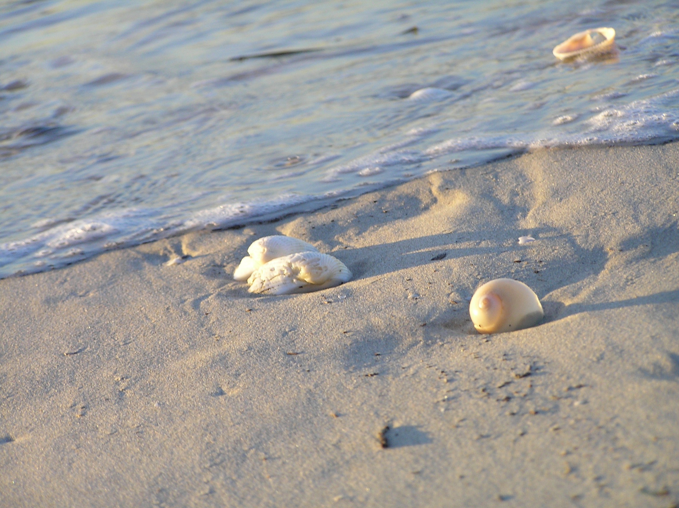 close-up, tranquility, 1080P, marine, sunlight, seashell, nature, ebb, water, shells, tide, beauty in nature, land, animal, wet, no people, ocean, outdoors, HD Wallpaper