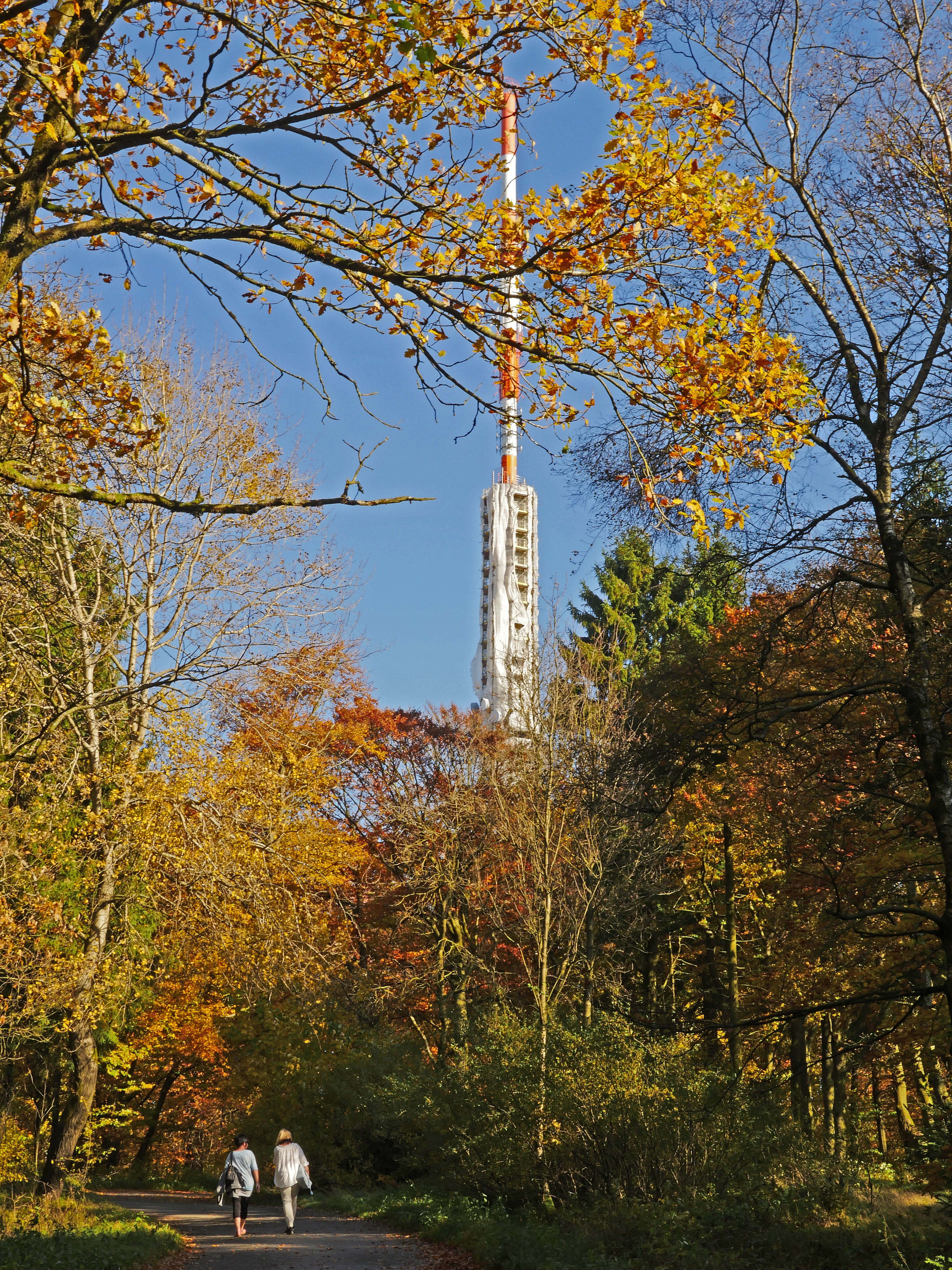 architecture, fall color, branch, colorful, growth, transmission tower, 5K, northern bright, plant, day, mixed forest, tree, nature, yellow, tower, sauerland, Phone HD Wallpaper