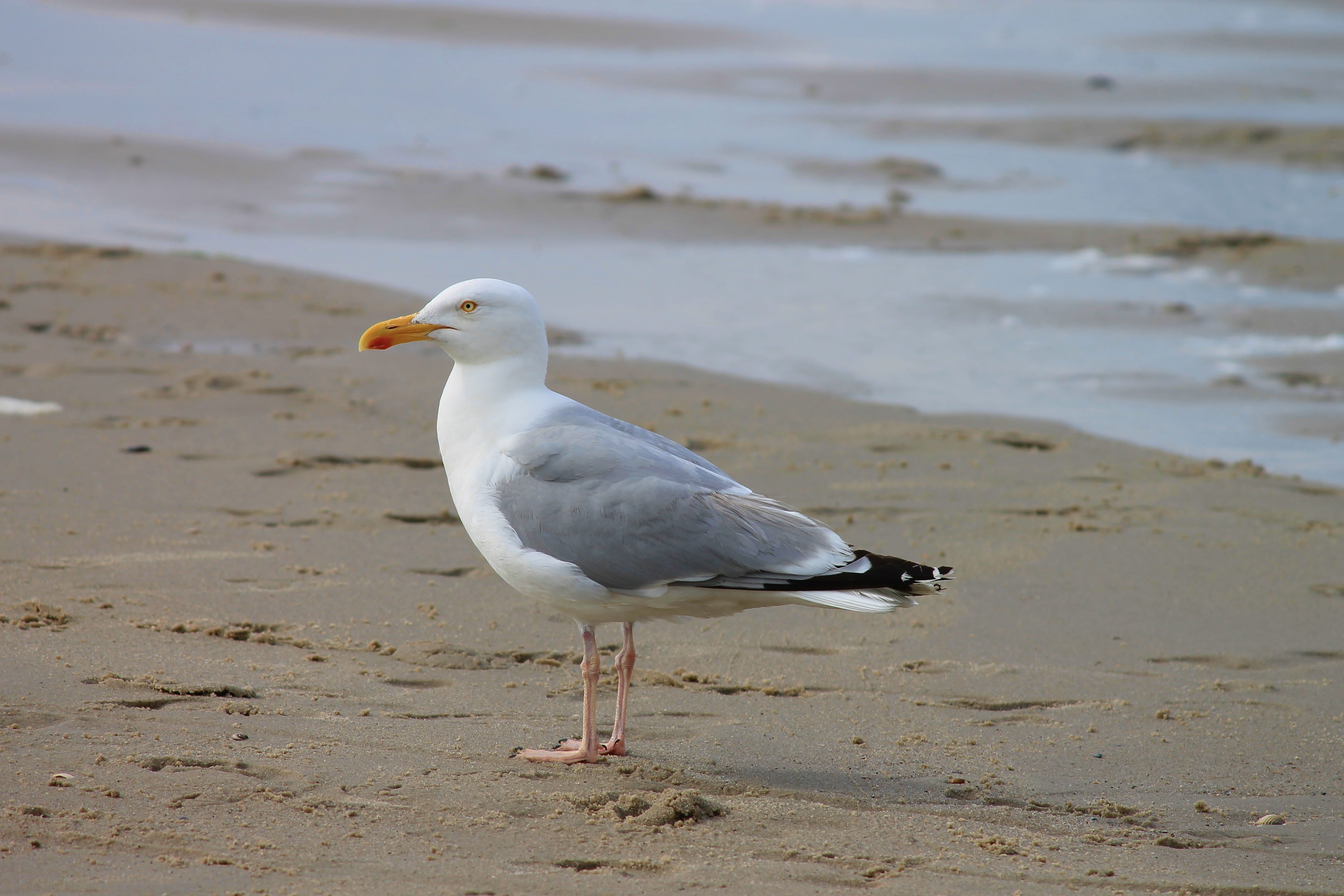animal themes, beach, full length, no people, Herring Gull, Seagull, animals in the wild, larus argentatus, species, one animal, animal, white color, coast, HD Wallpaper