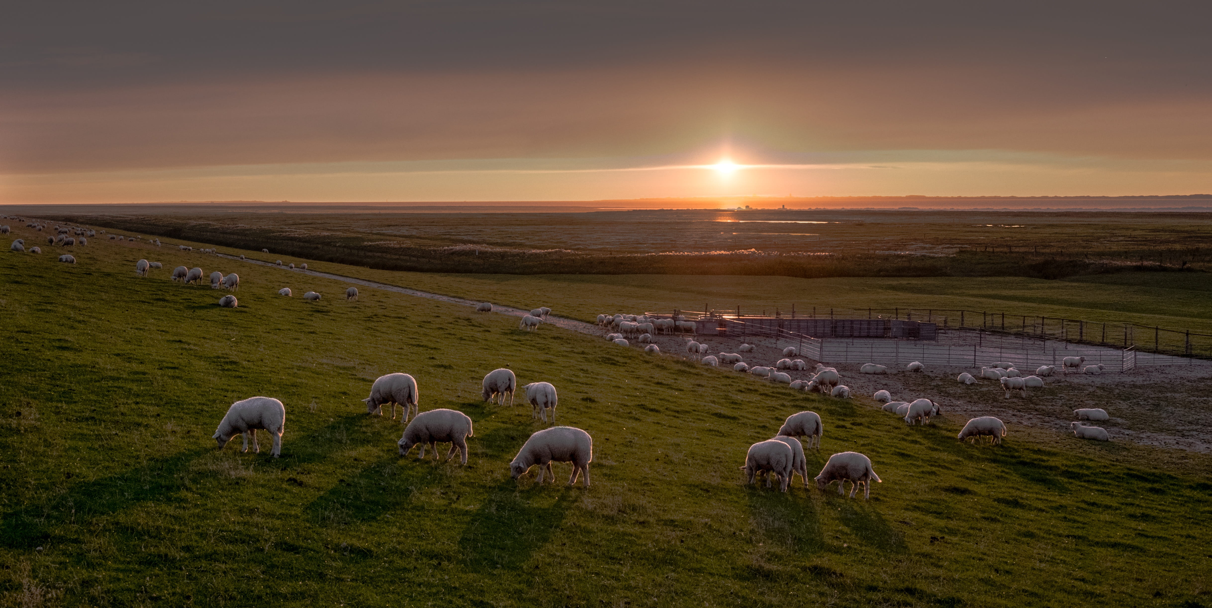 livestock, animals, grass, east frisia, 4K, herd animals, animal themes, sheep, sky, evening, agriculture, no people, summer, golden, meadow, grey, idyllic, HD Wallpaper