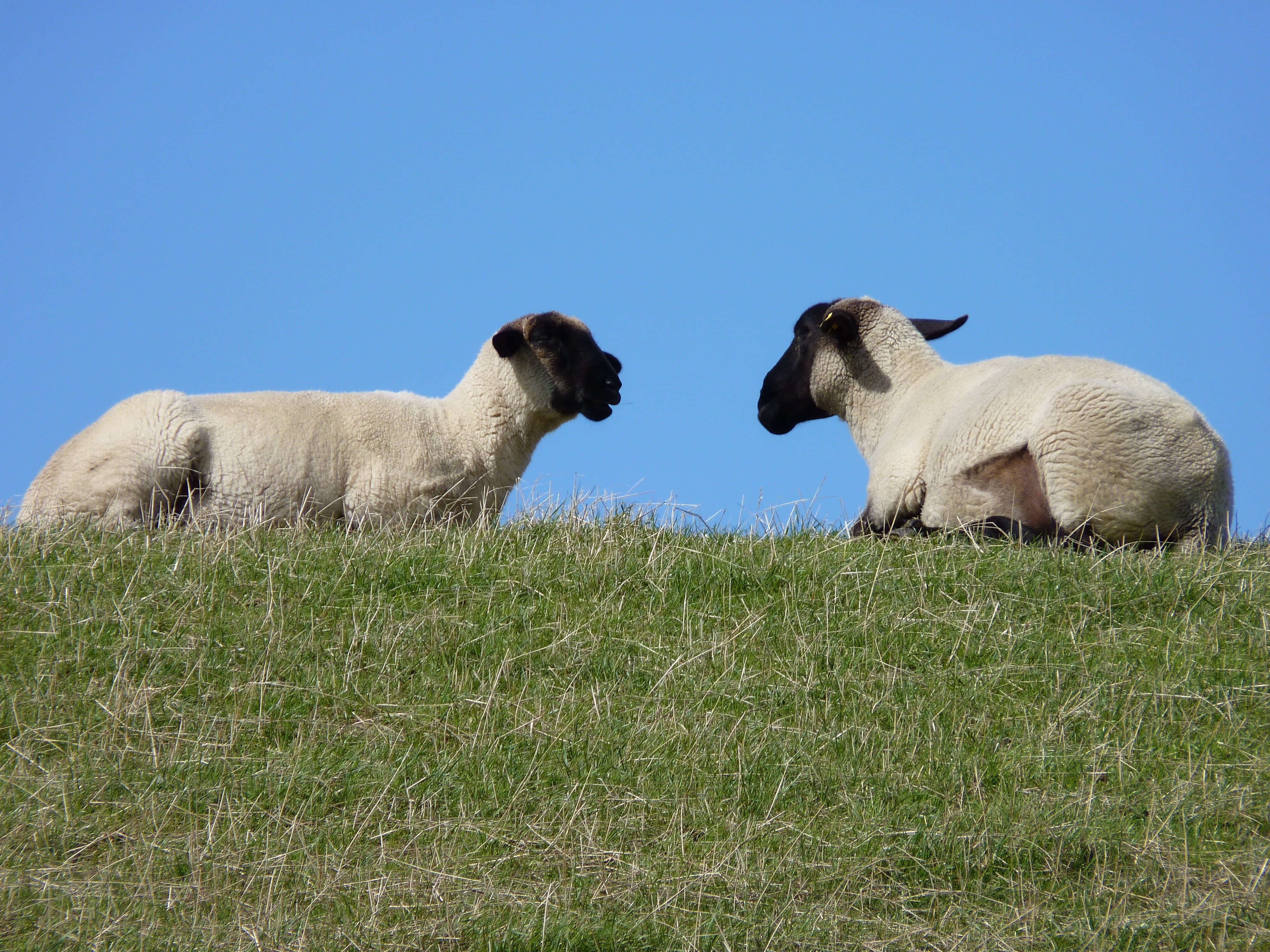 no people, mammal, land, pets, two animals, east frisia, herd animals, nature, 4K, domestic, sheep, wool, livestock, dike, animal family, plant, young animal, HD Wallpaper