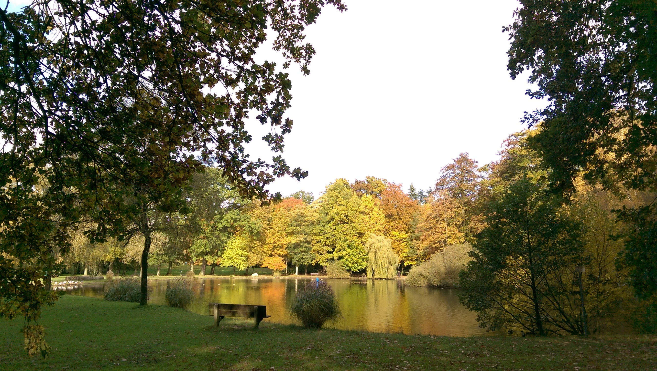 plant, autumn, seat, tranquility, green color, change, growth, outdoors, sky, day, park, 2K, lake, water, east frisia, tranquil scene, tree, scenics - nature, HD Wallpaper