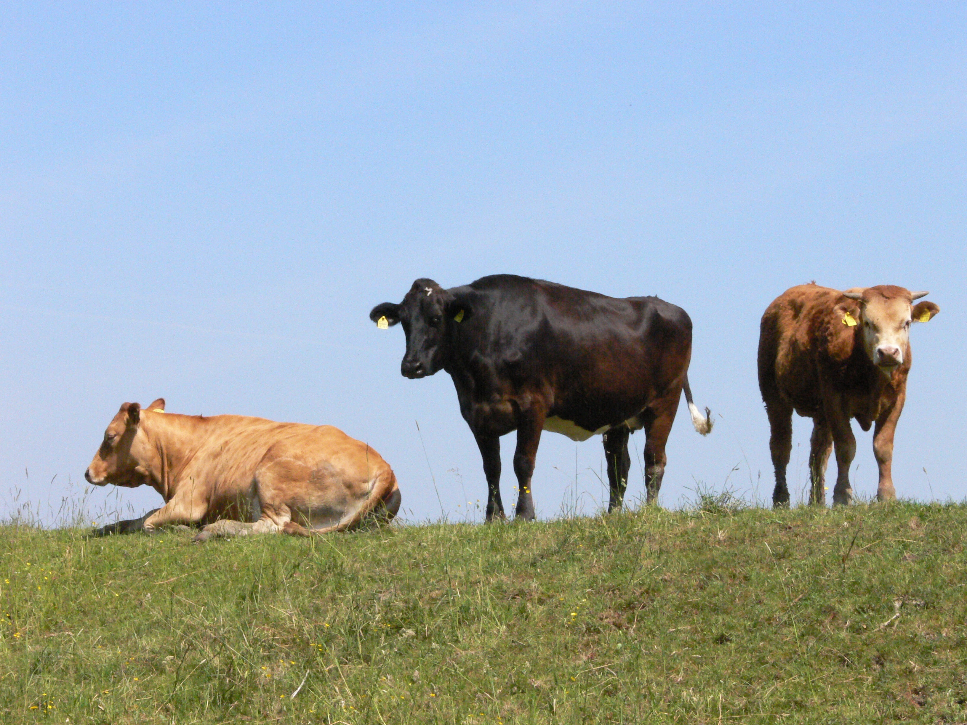 pets, 2K, herbivorous, livestock, field, amdorf, land, day, domestic, animal family, vertebrate, animal, no people, plant, landscape, mammal, outdoors, HD Wallpaper