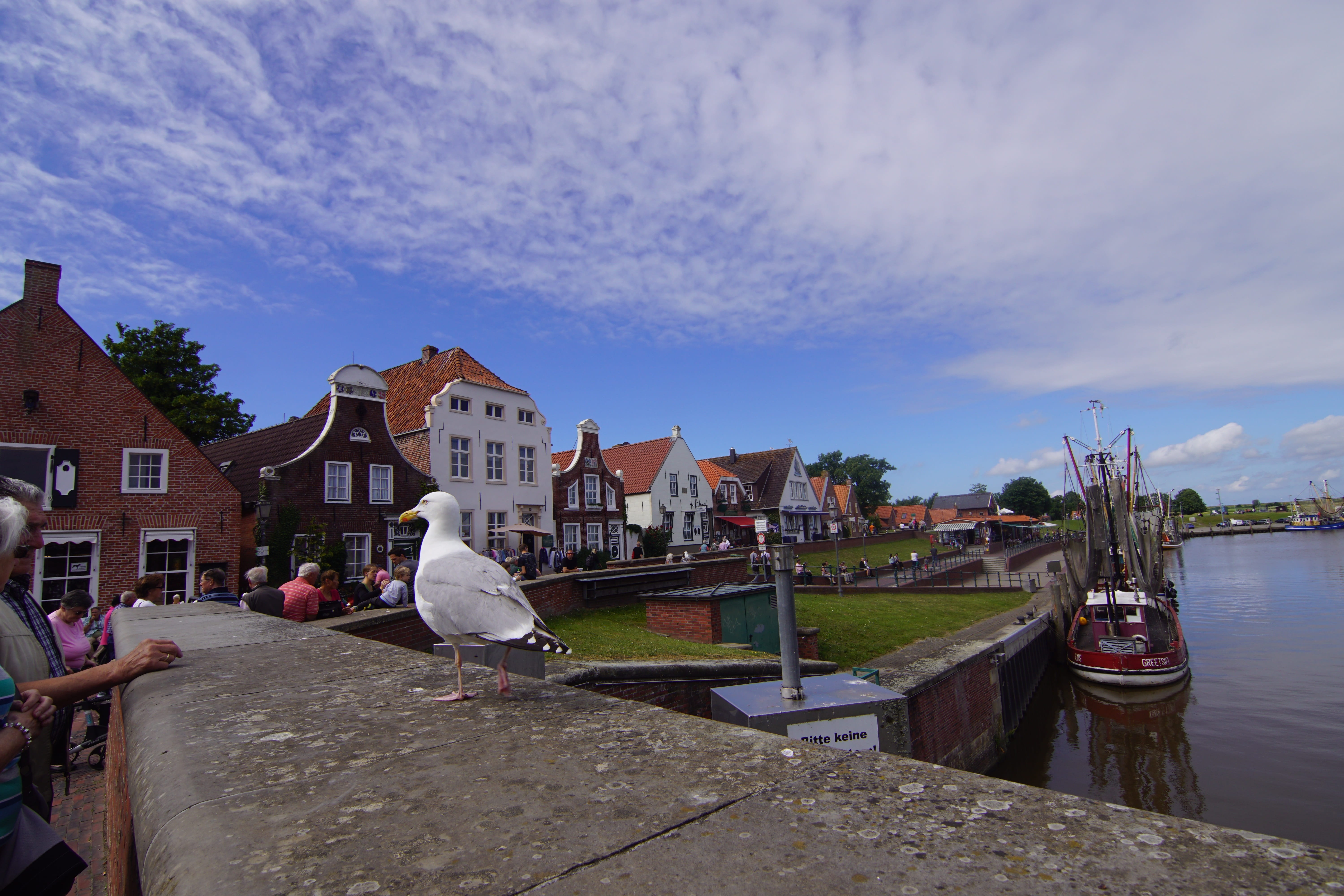 nautical vessel, seagull, mode of transportation, transportation, places of interest, cityscape, krummhörn, architecture, river, sky, city, cloud - sky, HD Wallpaper