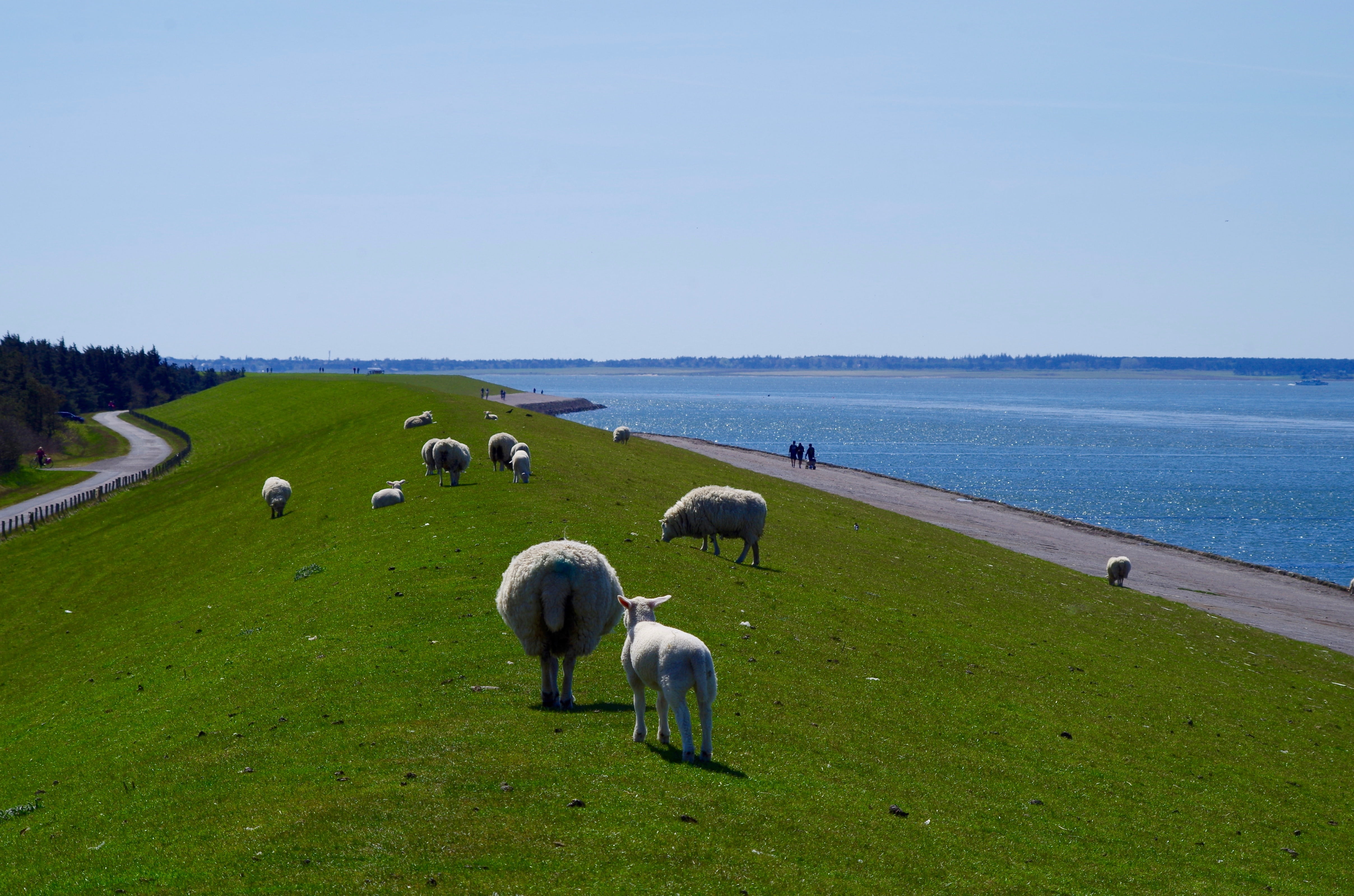 domestic, deichschaf, sea, livestock, environment, group of animals, animal, sheep, plant, animal themes, dike, mammal, agriculture, outdoors, no people, HD Wallpaper