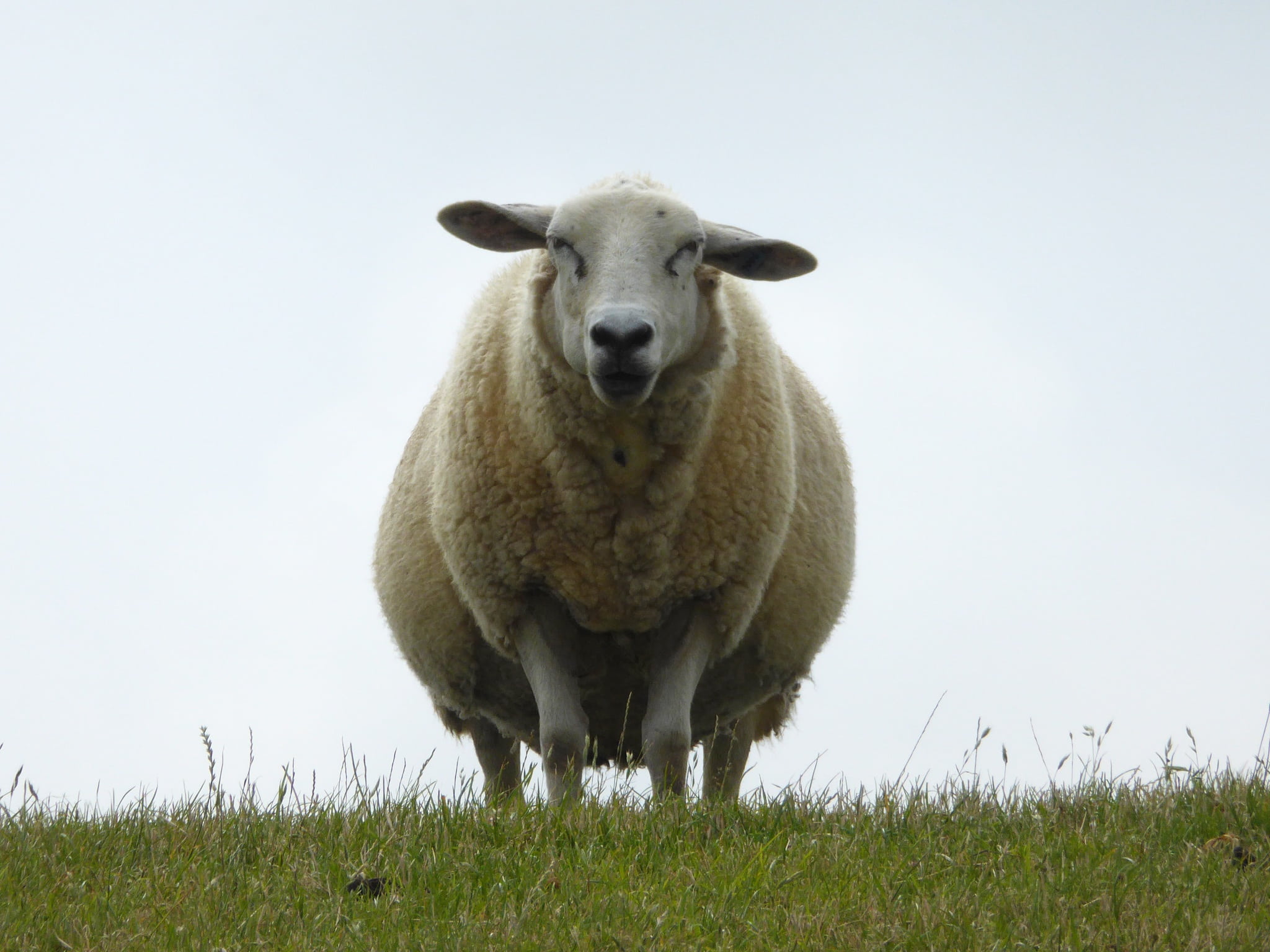 top, sheep, land, farm, looking at camera, lamb, animal, 1080P, field, vertebrate, lookout, livestock, north sea, pets, one animal, green Color, nordfriesland, HD Wallpaper