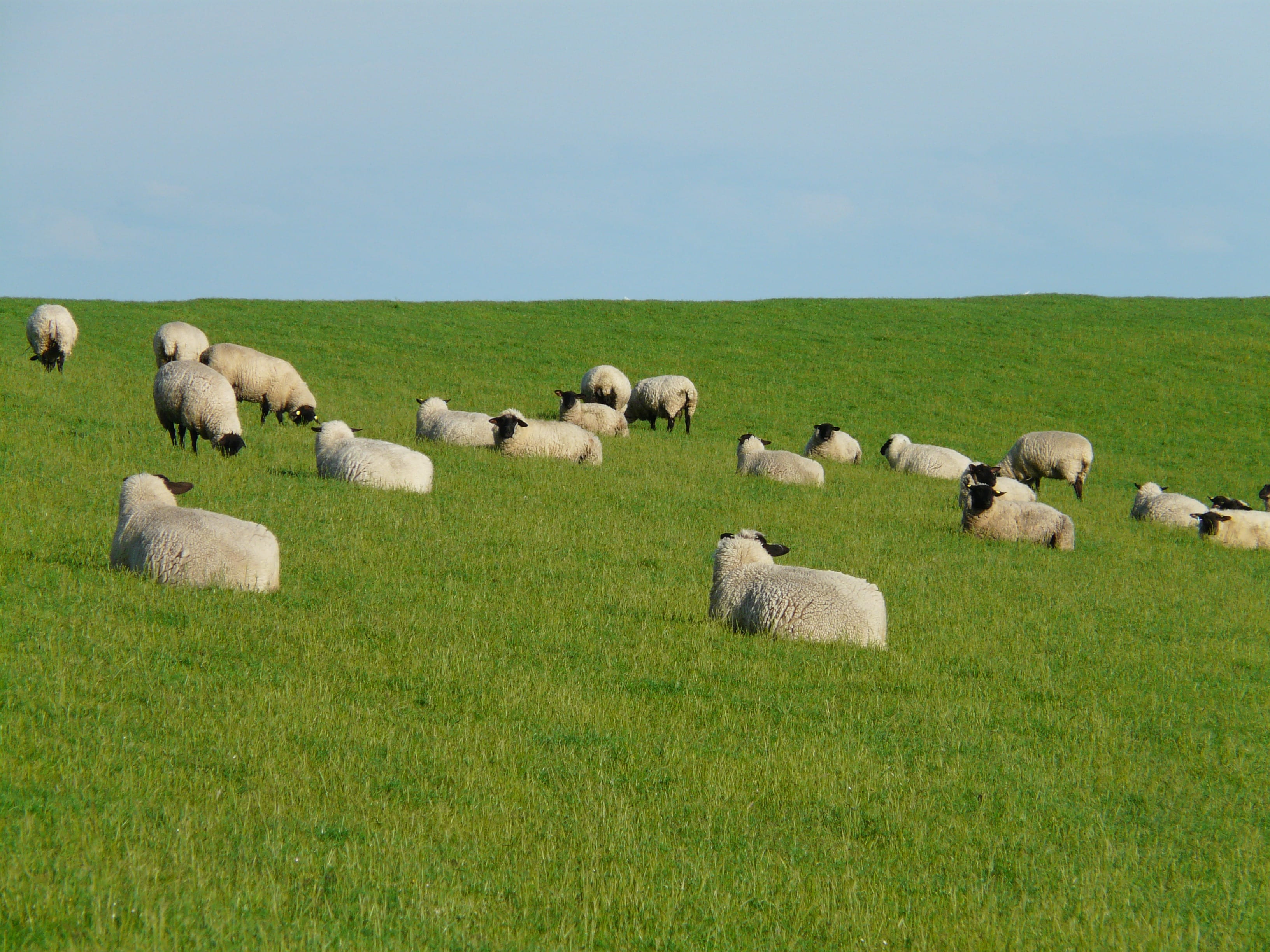 relaxation, green Color, Rest, animal themes, 2K, grass, flock of sheep, summer, hay, landscapes, fresh, Sheep, grazing, landscape, meadow, nature, bale, HD Wallpaper