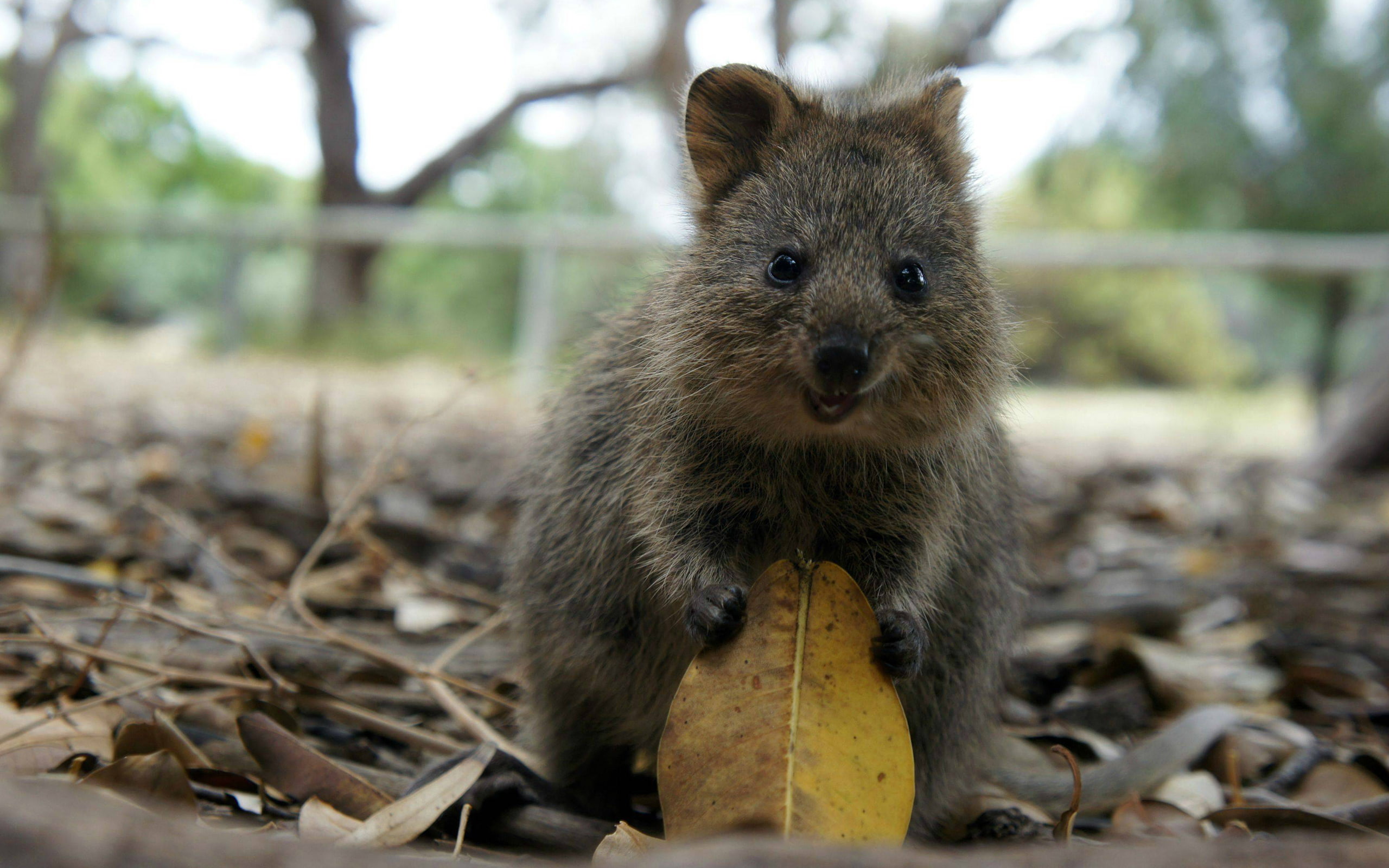 leaf, 2K, quokka, hd, animals, HD Wallpaper